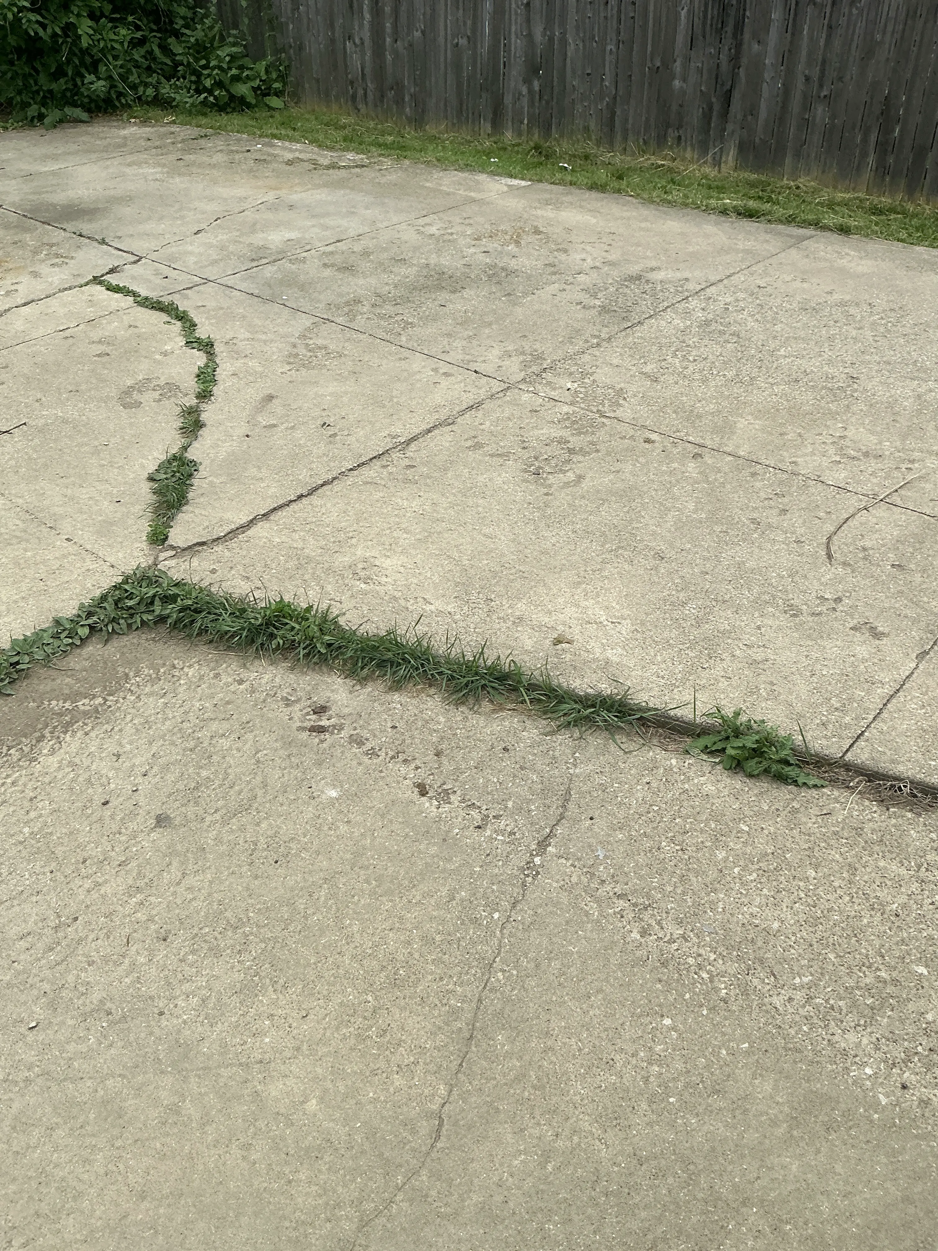 Weeds growing through cracks in a concrete driveway or patio 2026-08-12