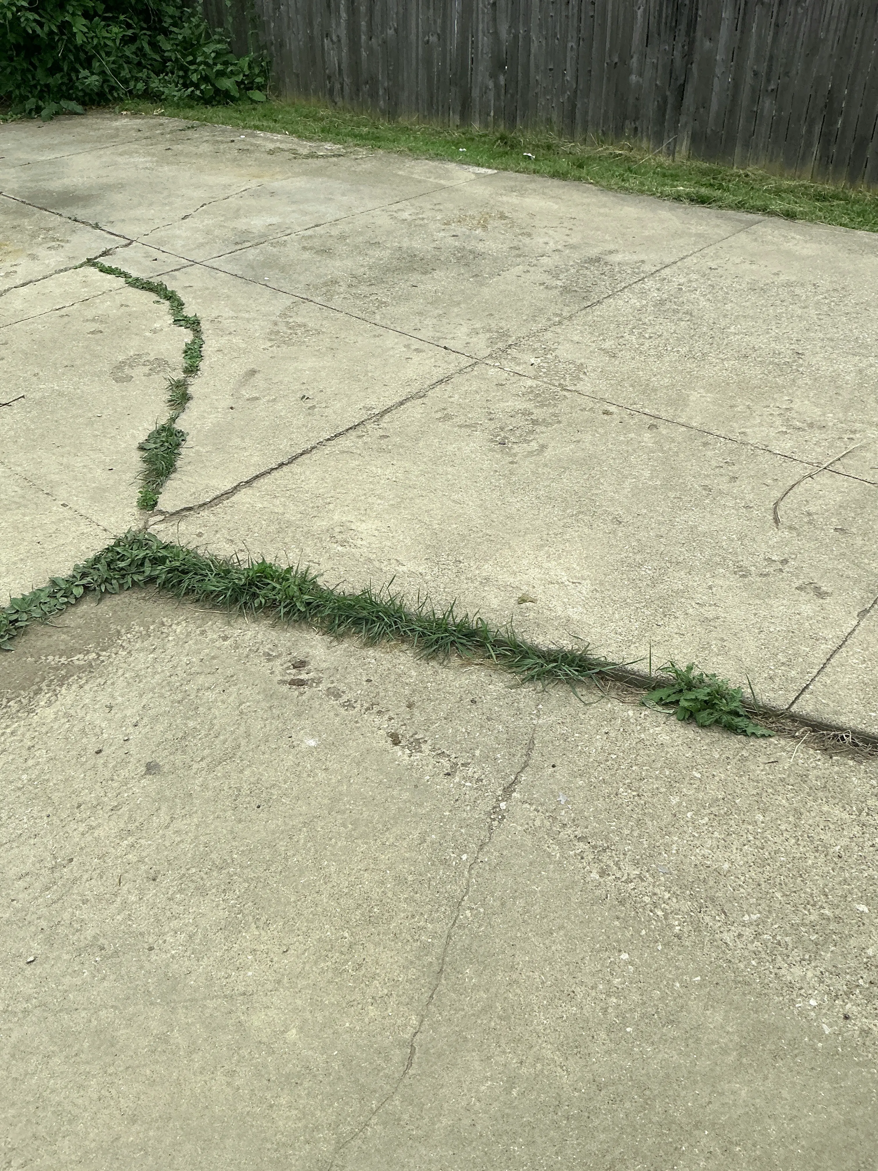 Weeds growing through cracks in a concrete driveway or patio 2026-08-07