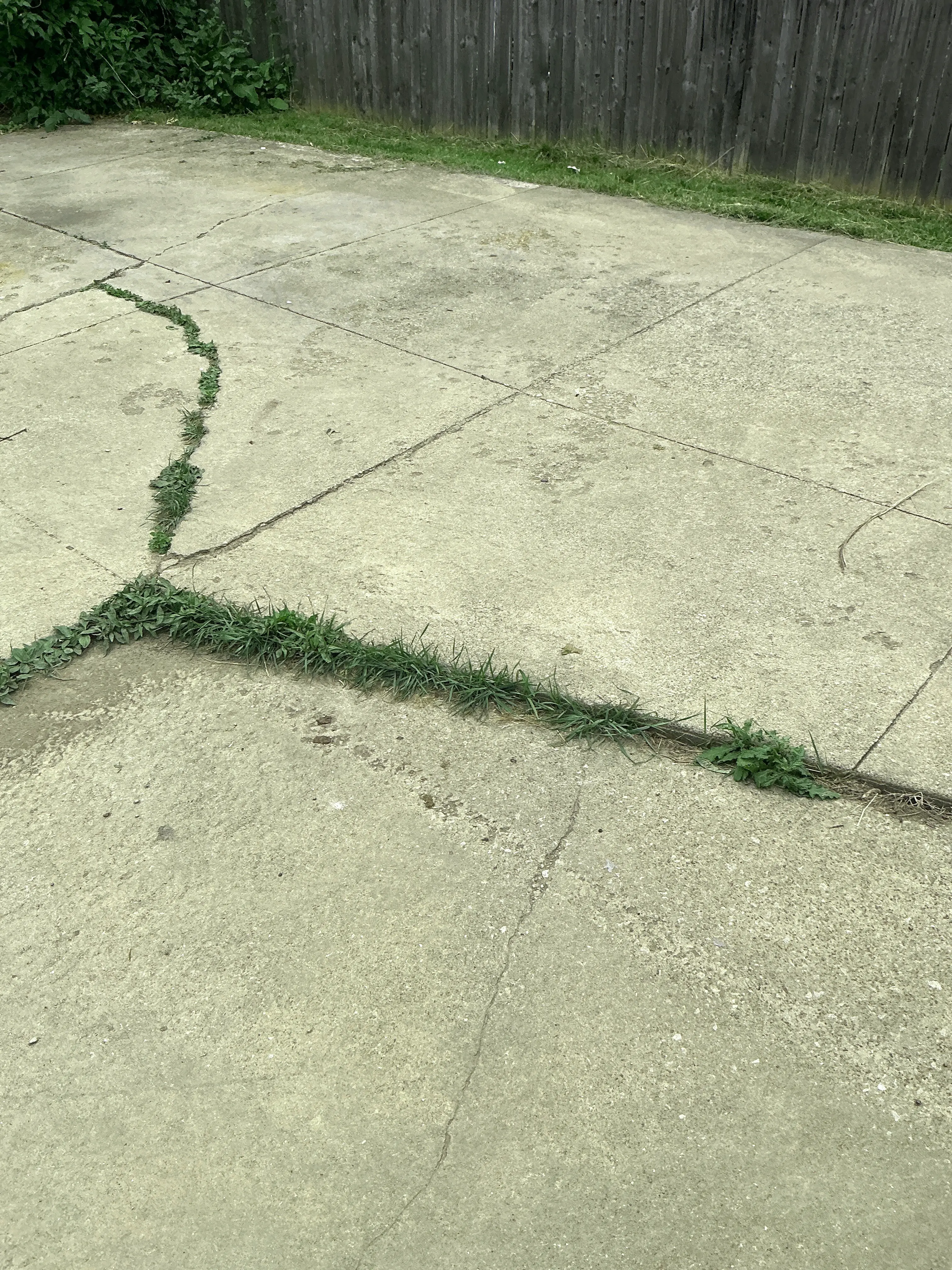 Weeds growing through cracks in a concrete driveway or patio 2026-07-23