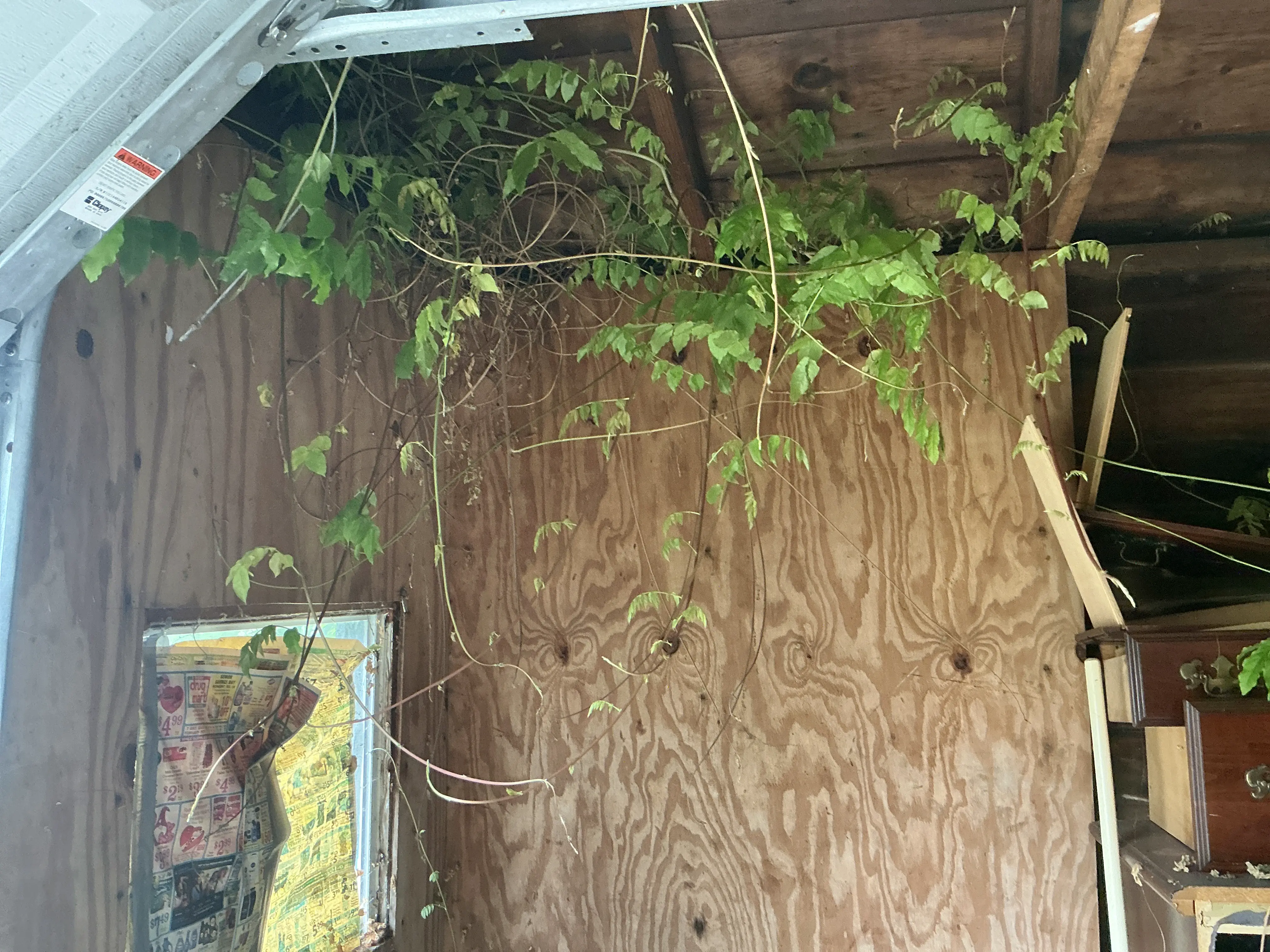Vines growing inside garage through roof ceiling gaps observed during home inspection 2026-08-22