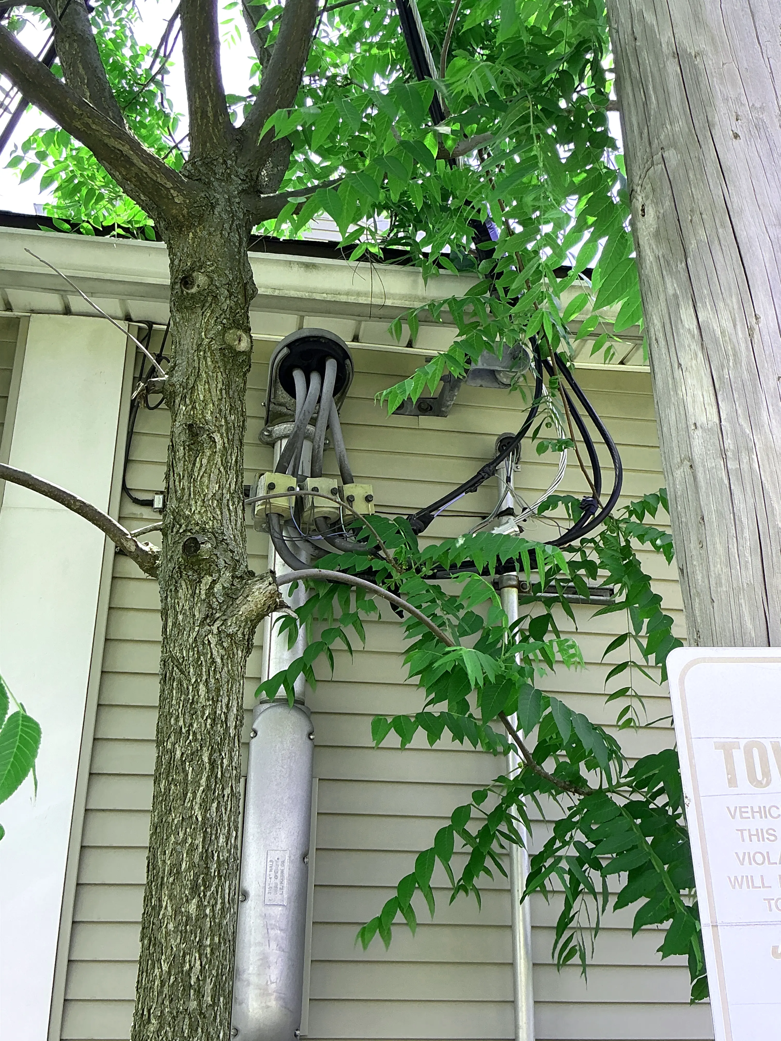 Tree branches contacting electrical service entrance wires and conduit on building siding 2026-08-30
