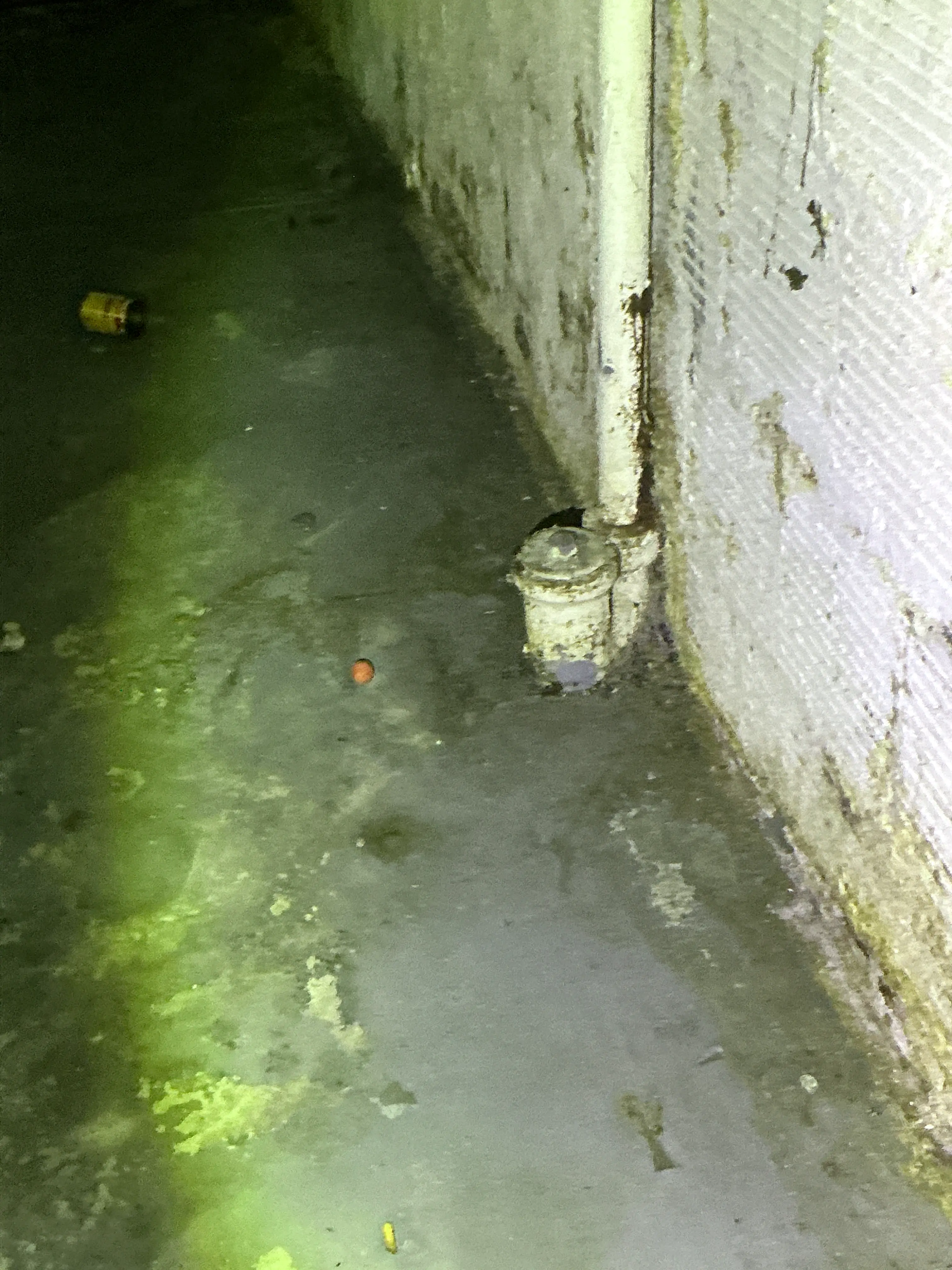 Moisture staining and efflorescence on basement foundation wall during mold inspection 2026-07-18