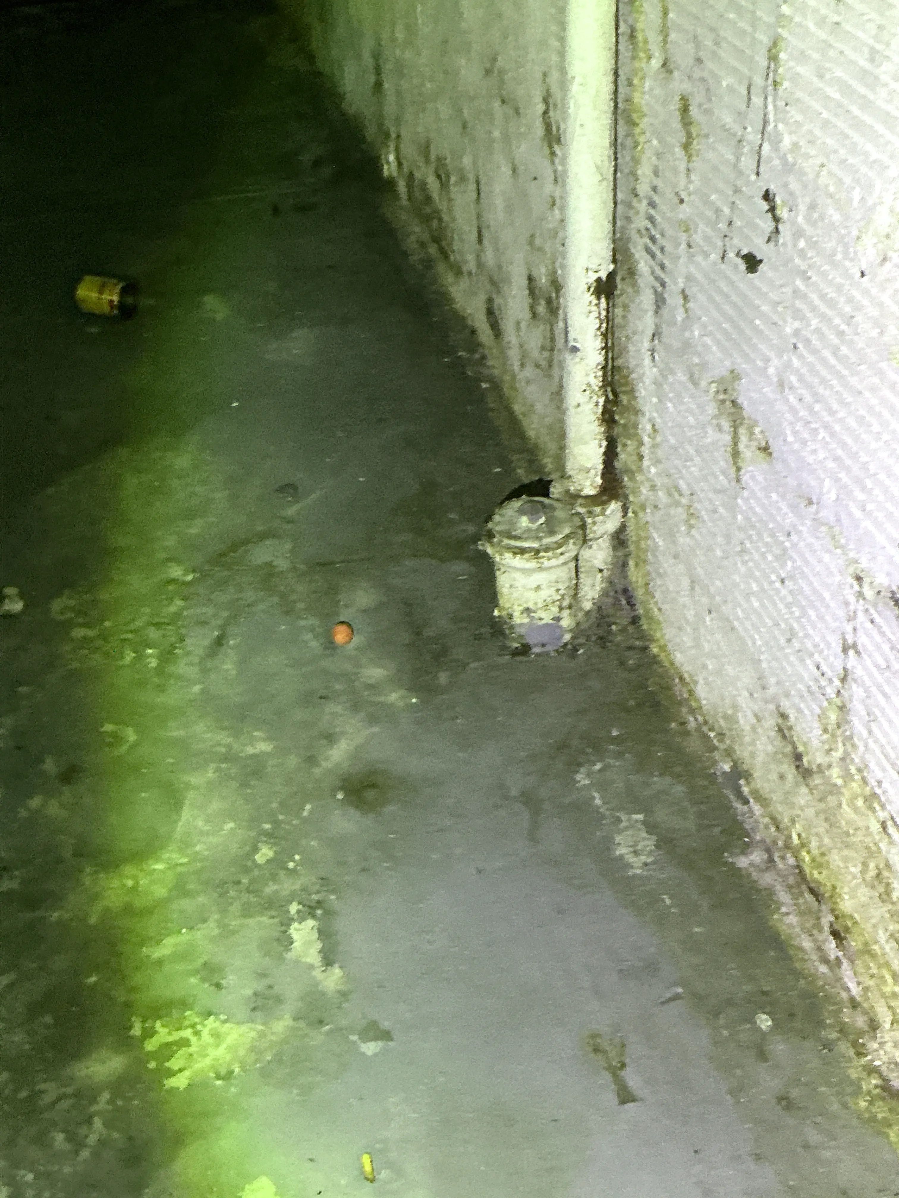 Moisture staining and efflorescence on basement foundation wall during lead inspection 2026-08-27