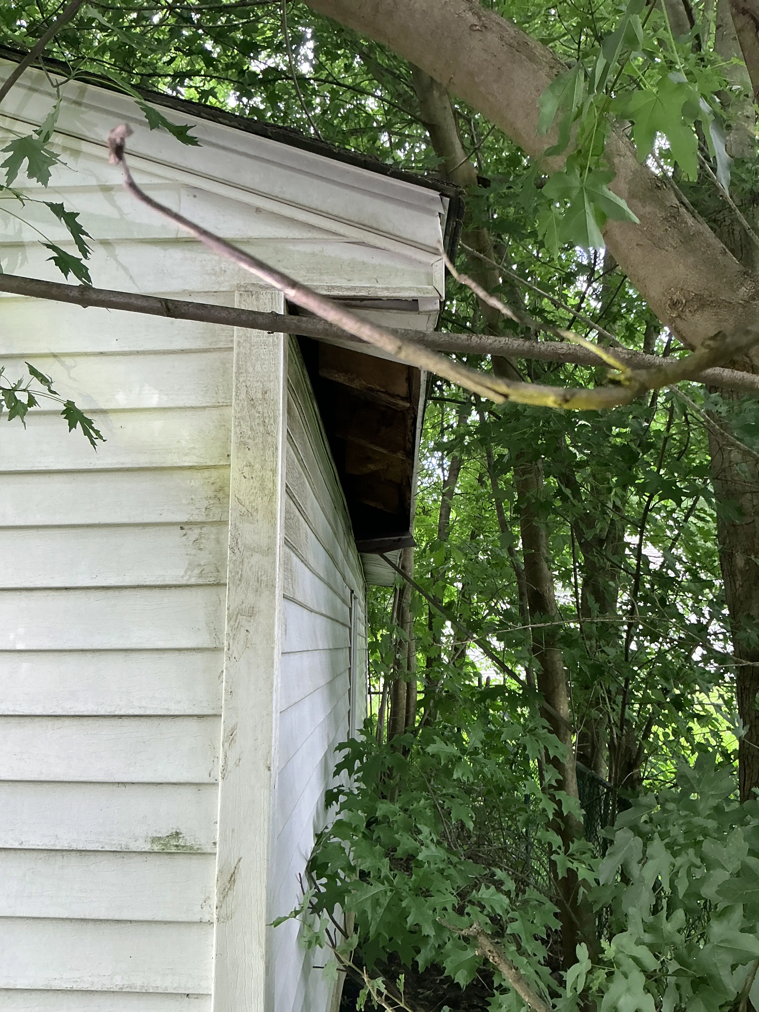 Damaged soffit exposing roof framing near overhanging tree branches 2026-08-07