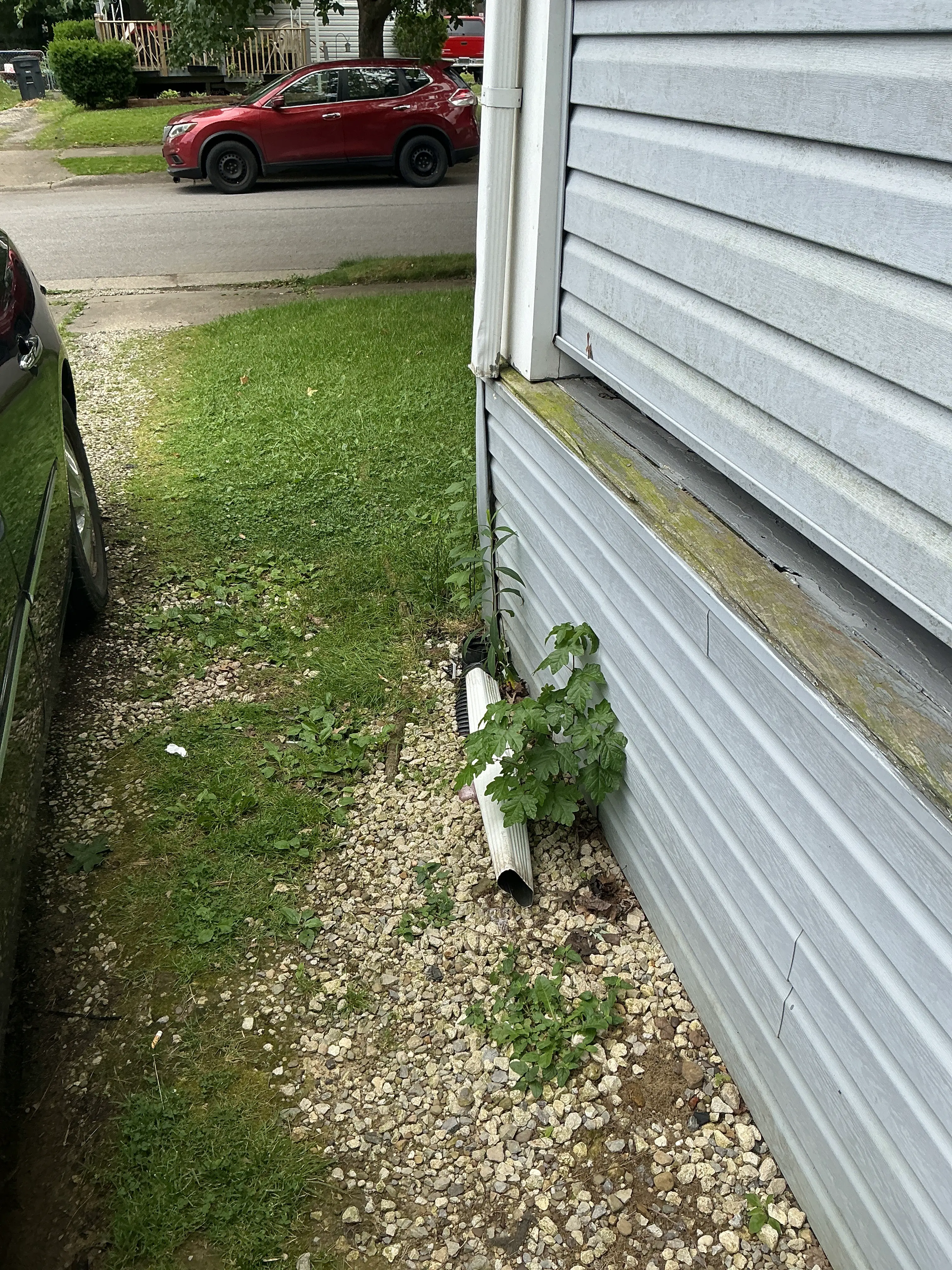 Overgrown weeds around downspout extension next to house siding and foundation 2026-07-07