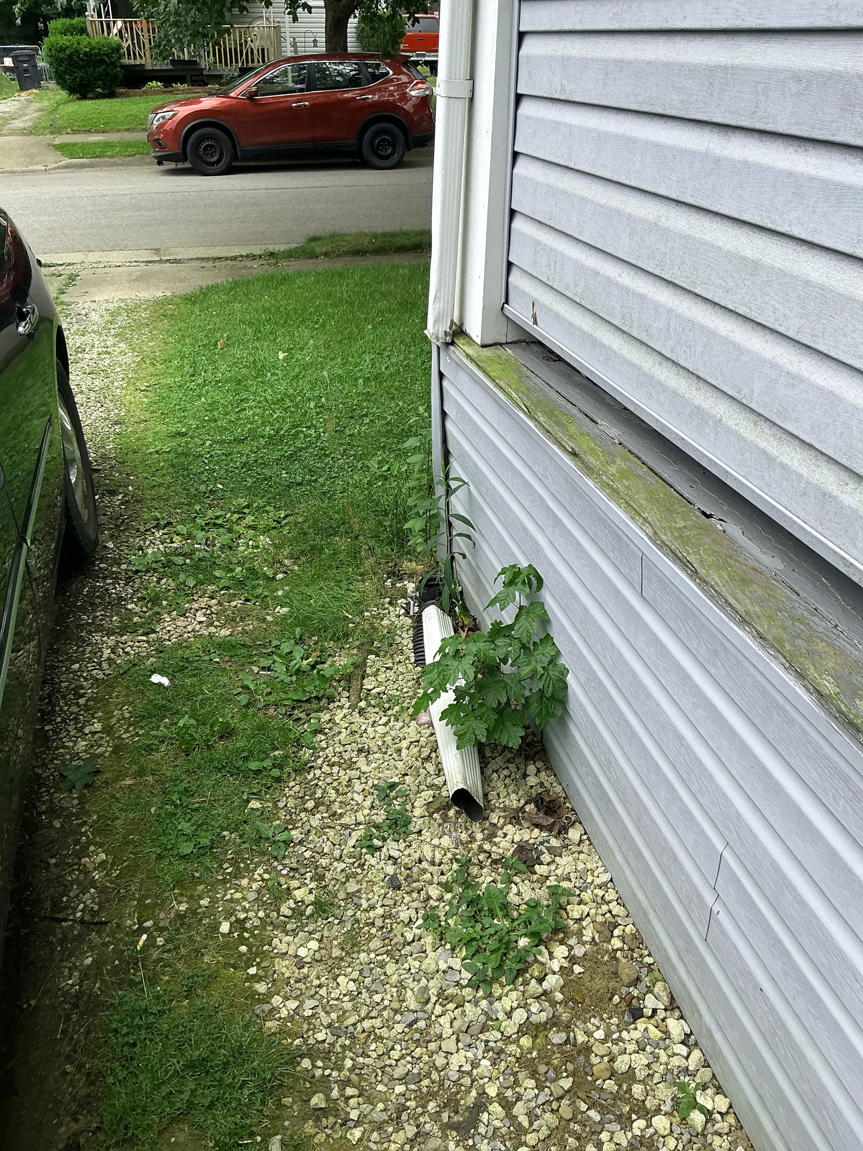 Overgrown weeds around downspout extension next to house siding and foundation 2026-09-01