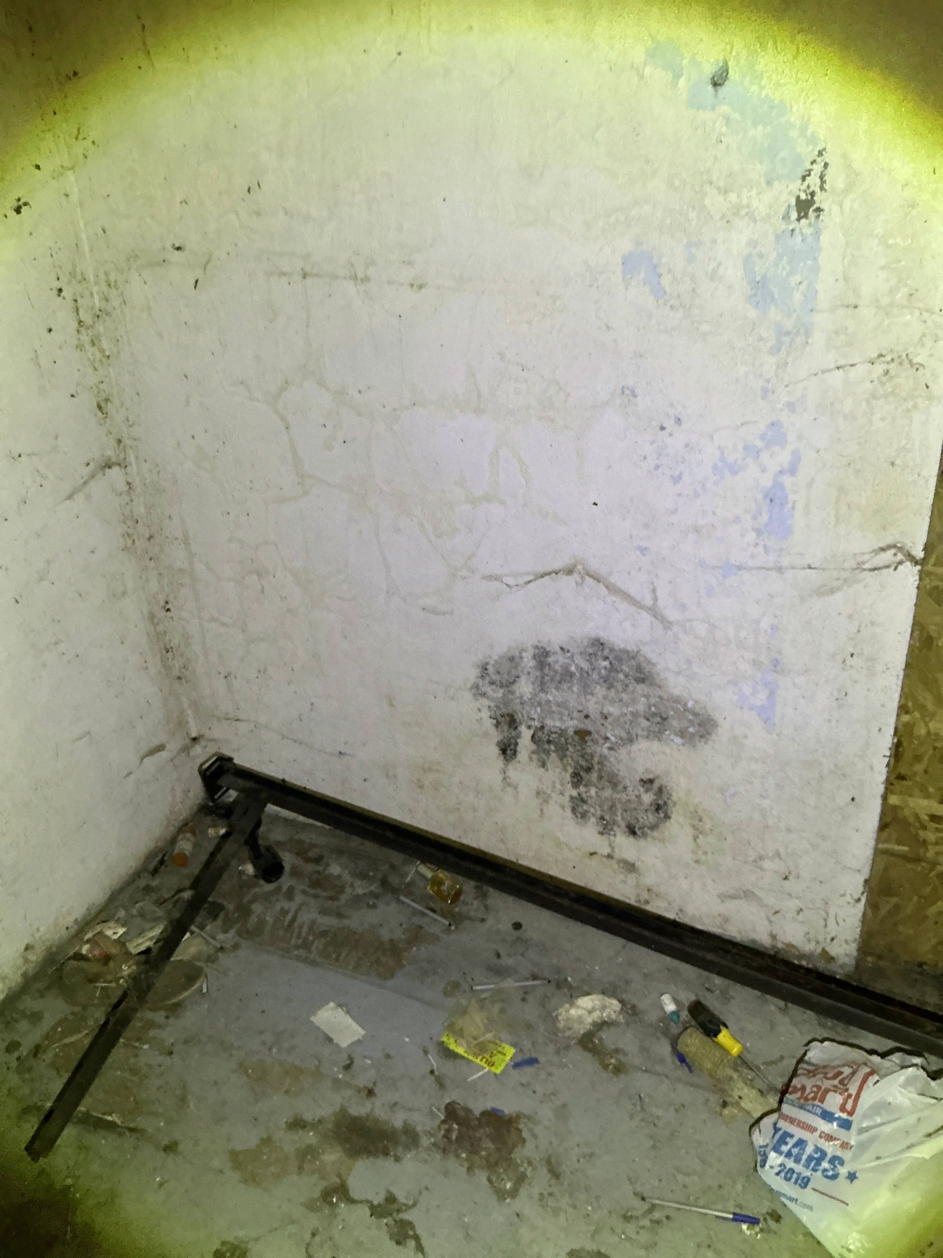 Black mold growth on wall surface in lead test 2026-07-26