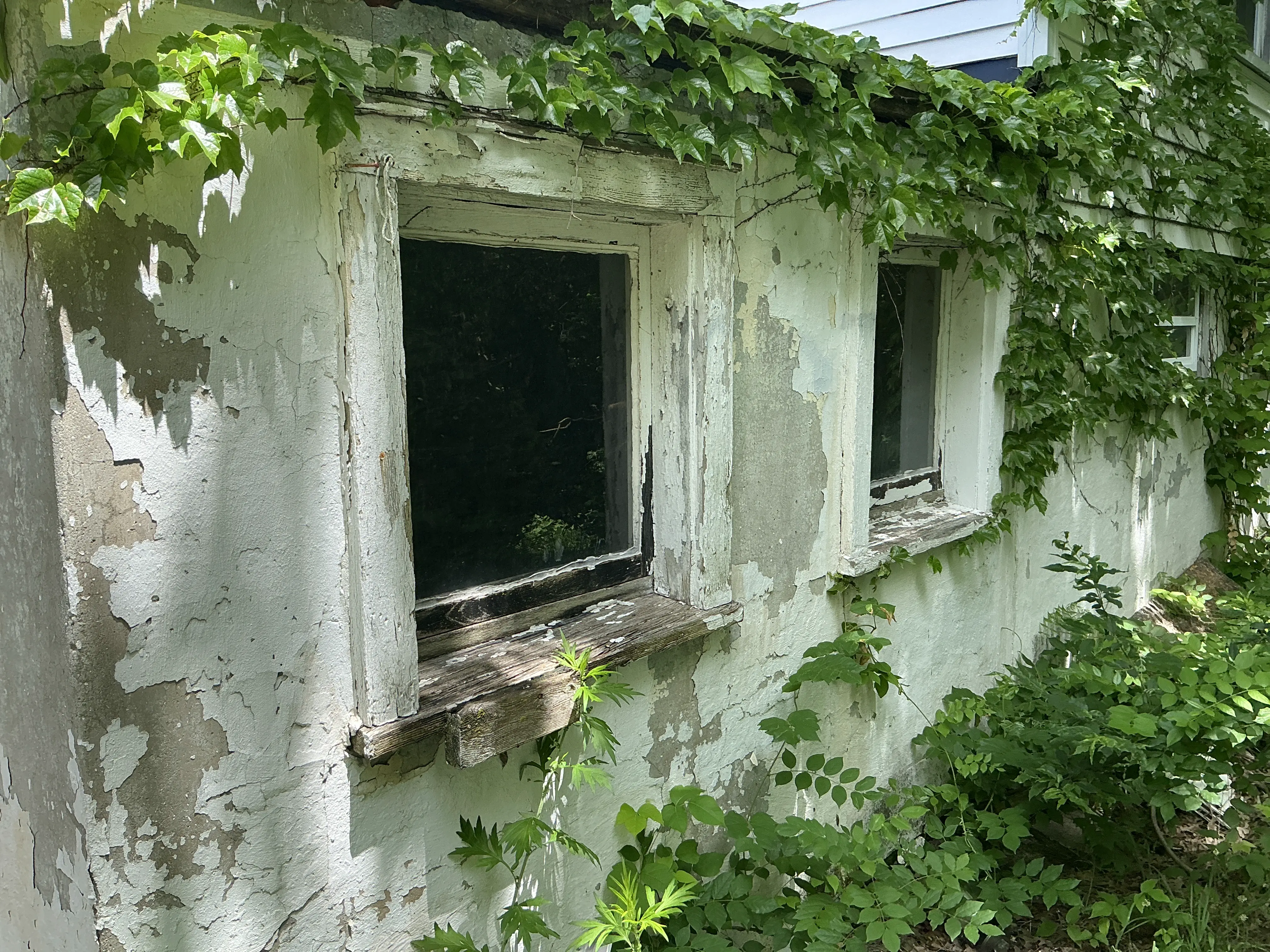 Exterior home wall showing severe peeling paint and ivy vines growing on deteriorated window frames 2026-07-24
