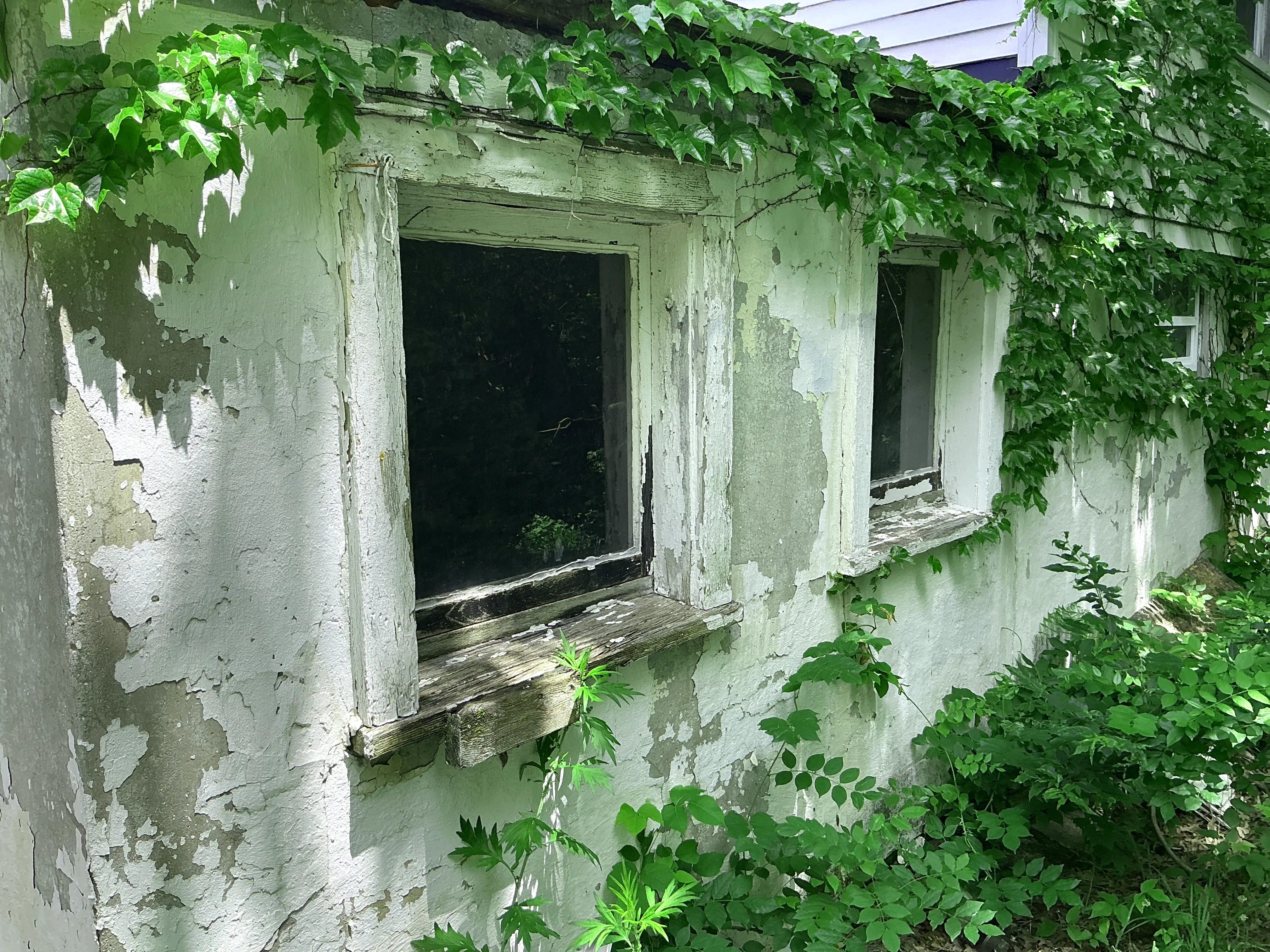 Exterior home wall showing severe peeling paint and ivy vines growing on deteriorated window frames 2026-08-21