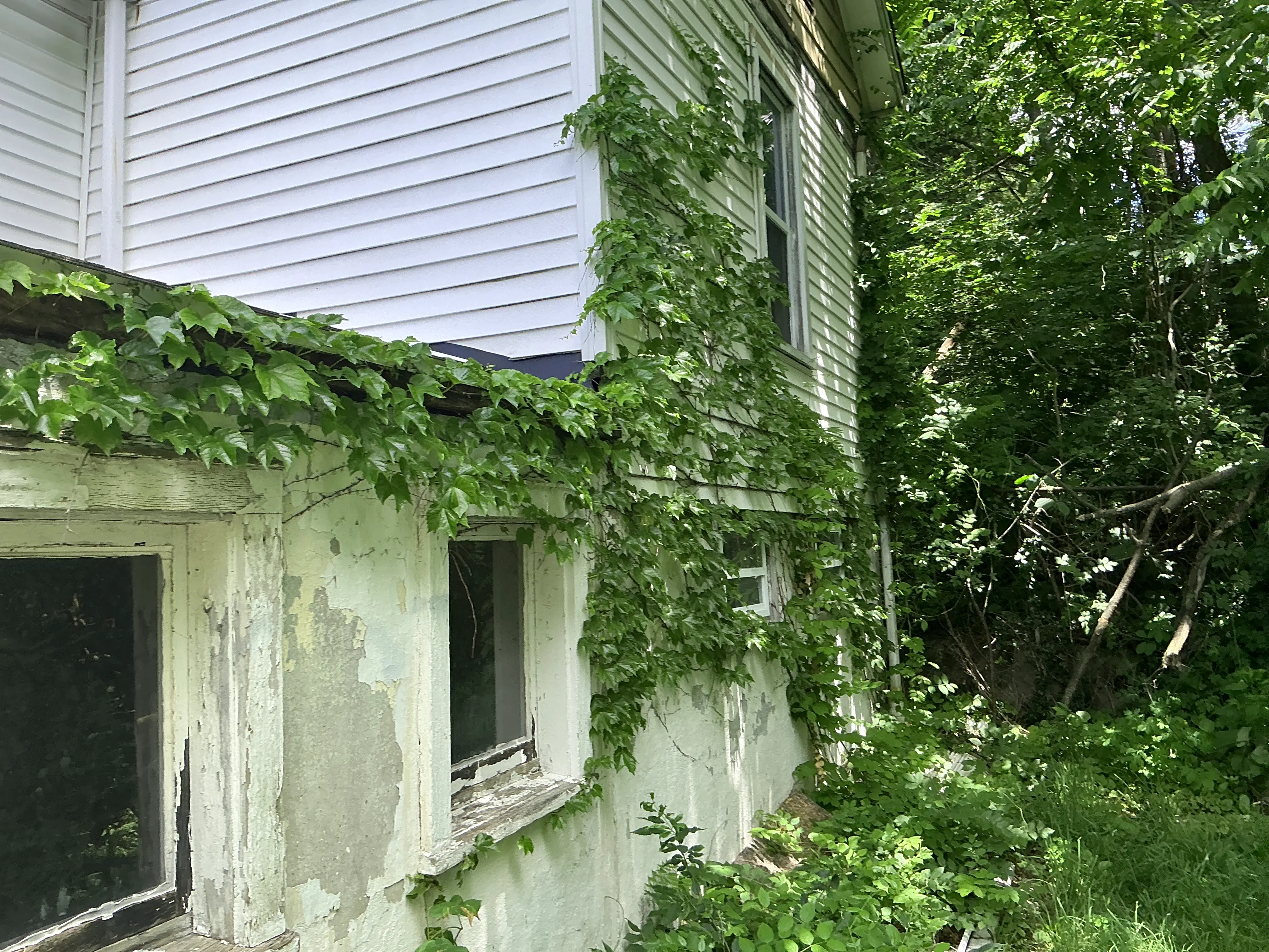 Overgrown vines climbing white house siding and damaged foundation wall 2026-07-08