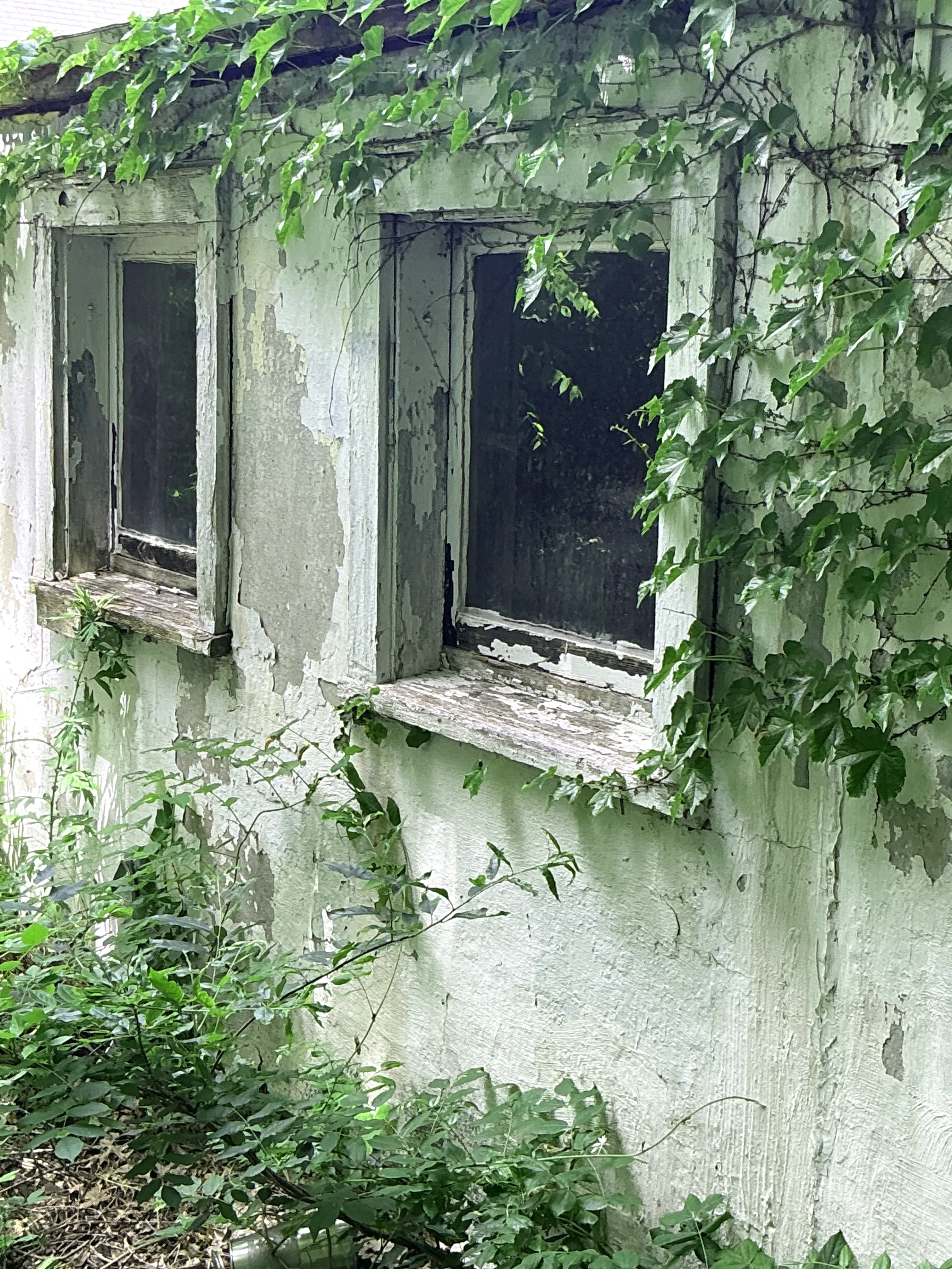 Peeling exterior paint and overgrown vines surrounding windows on weathered building facade 2026-08-06