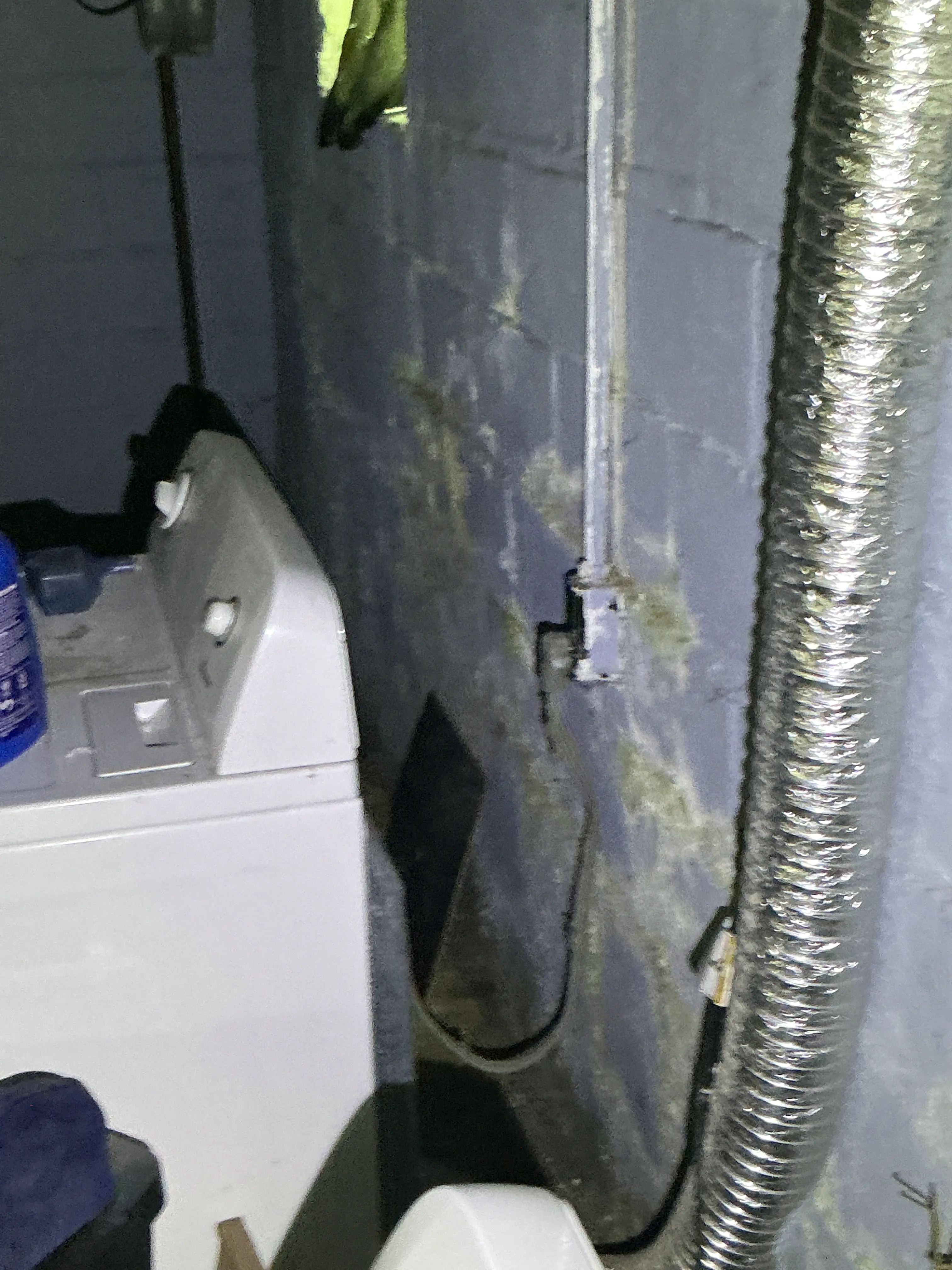Moisture damage and potential mold growth on basement ceiling near electrical wiring and flexible dryer vent pipe. 2026-07-29