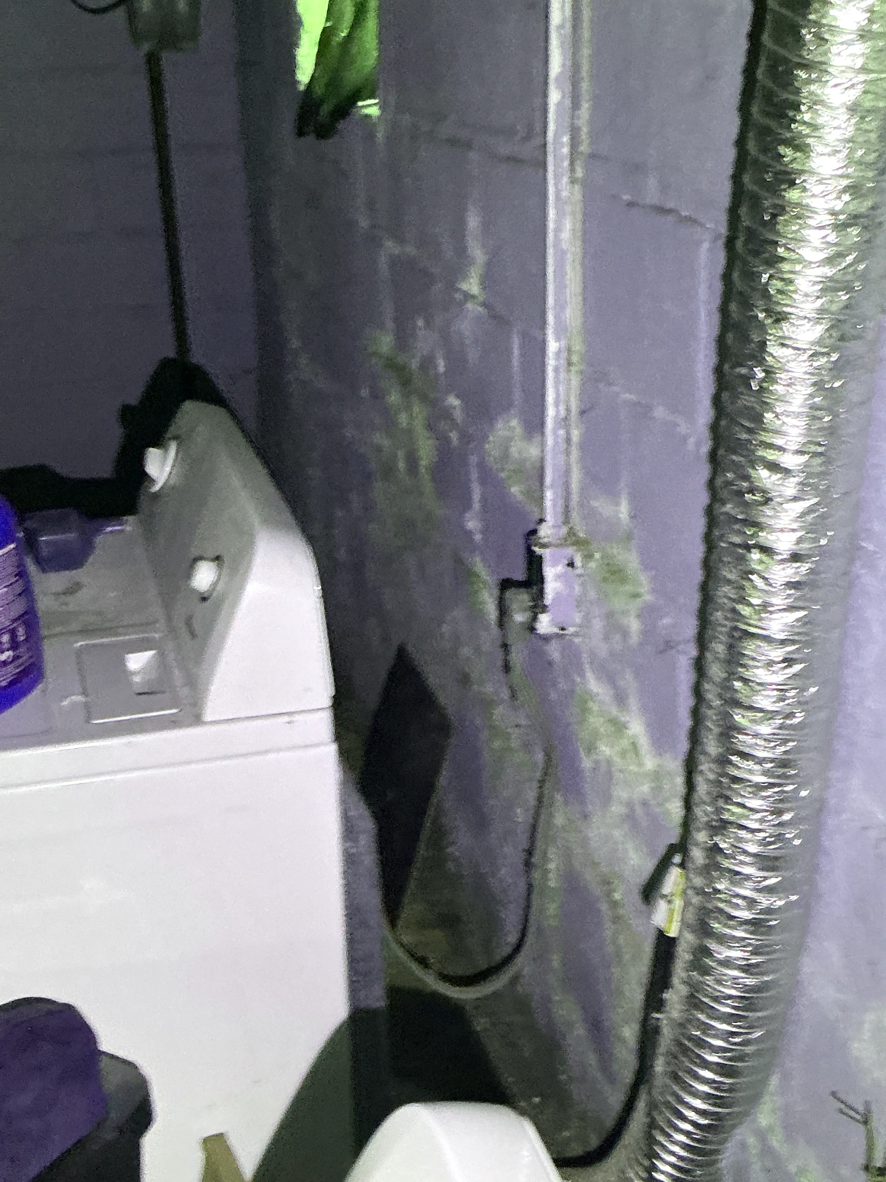 Moisture damage and potential mold growth on basement ceiling near electrical wiring and flexible dryer vent pipe. 2026-09-01