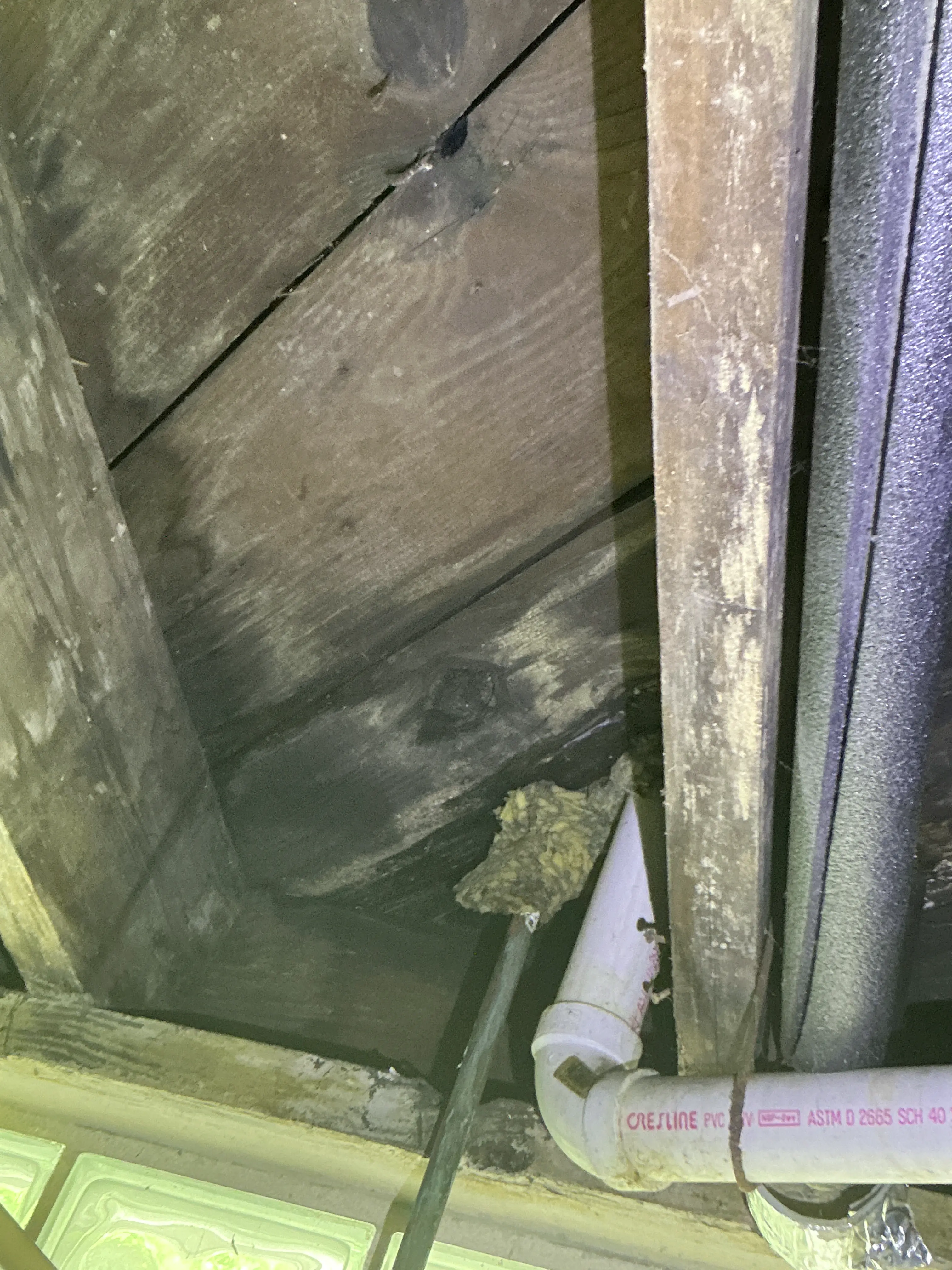 Wasp nest on subfloor framing near PVC drain pipe during crawl space inspection 2026-08-01