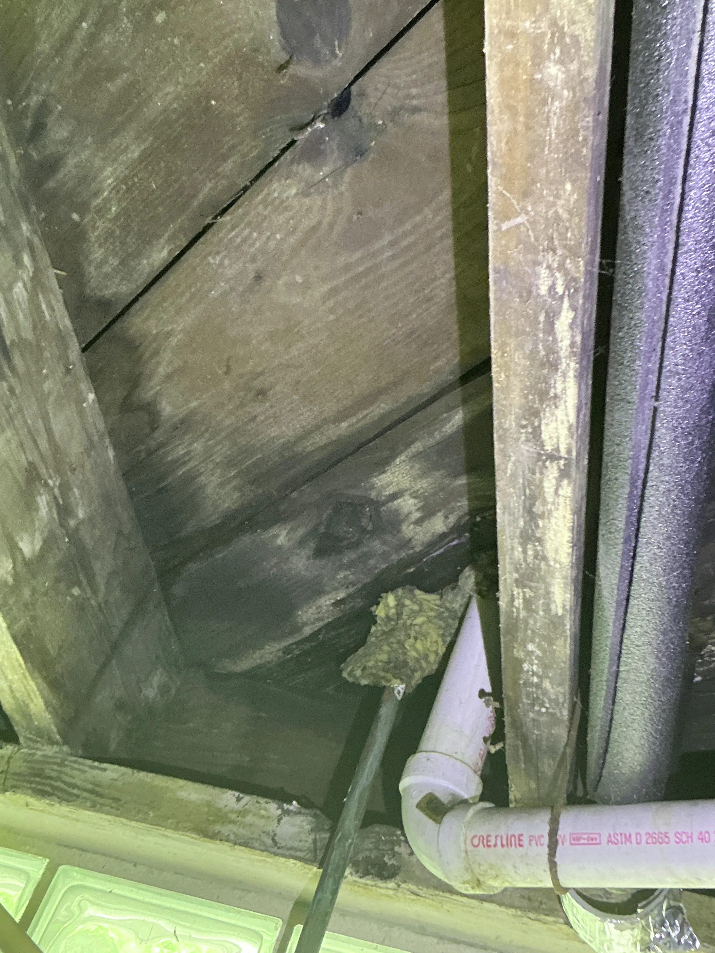 Wasp nest on subfloor framing near PVC drain pipe during crawl space inspection 2026-08-04