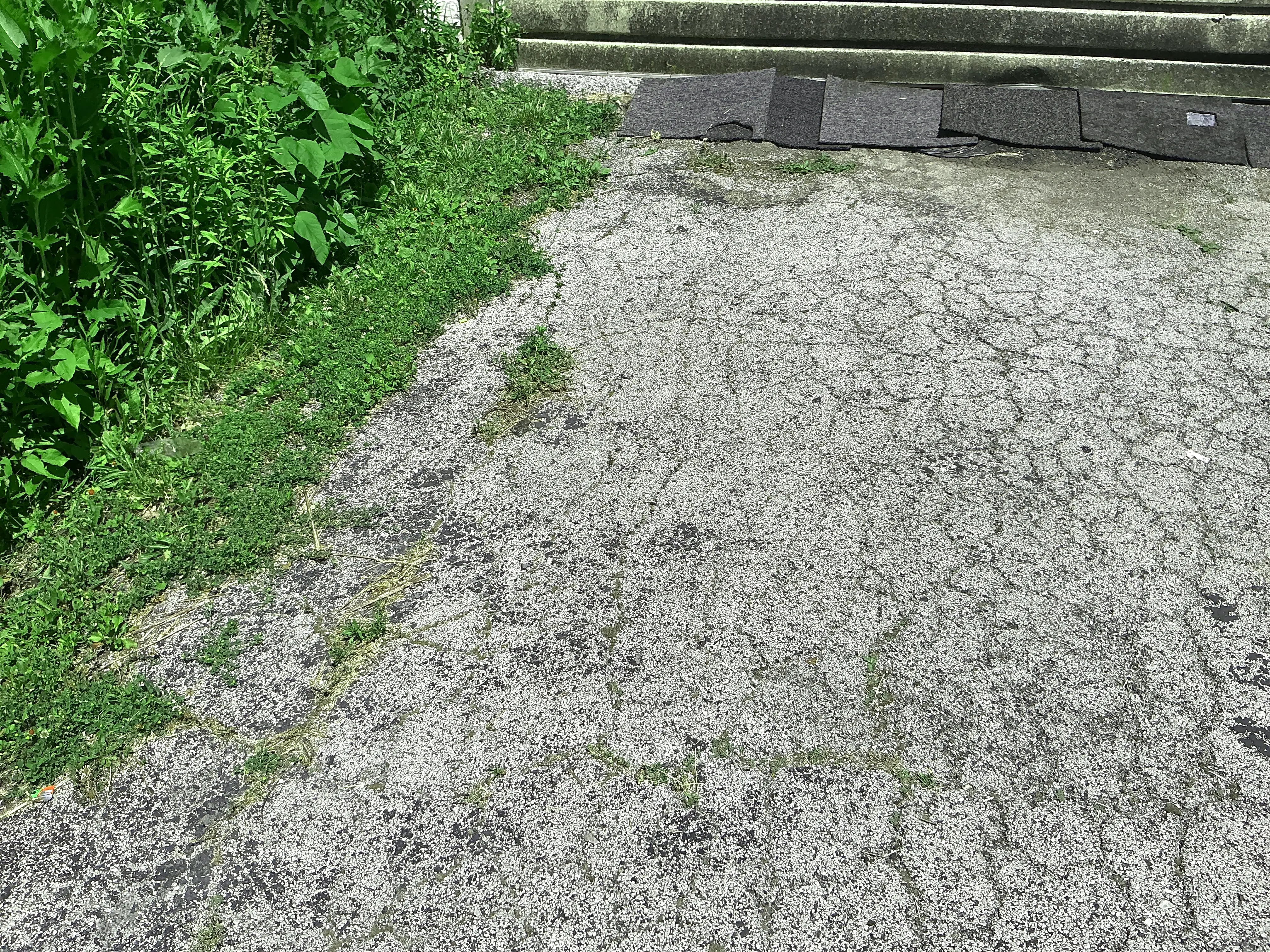 Extensive alligator cracking on weathered asphalt driveway with weed growth 2026-07-18