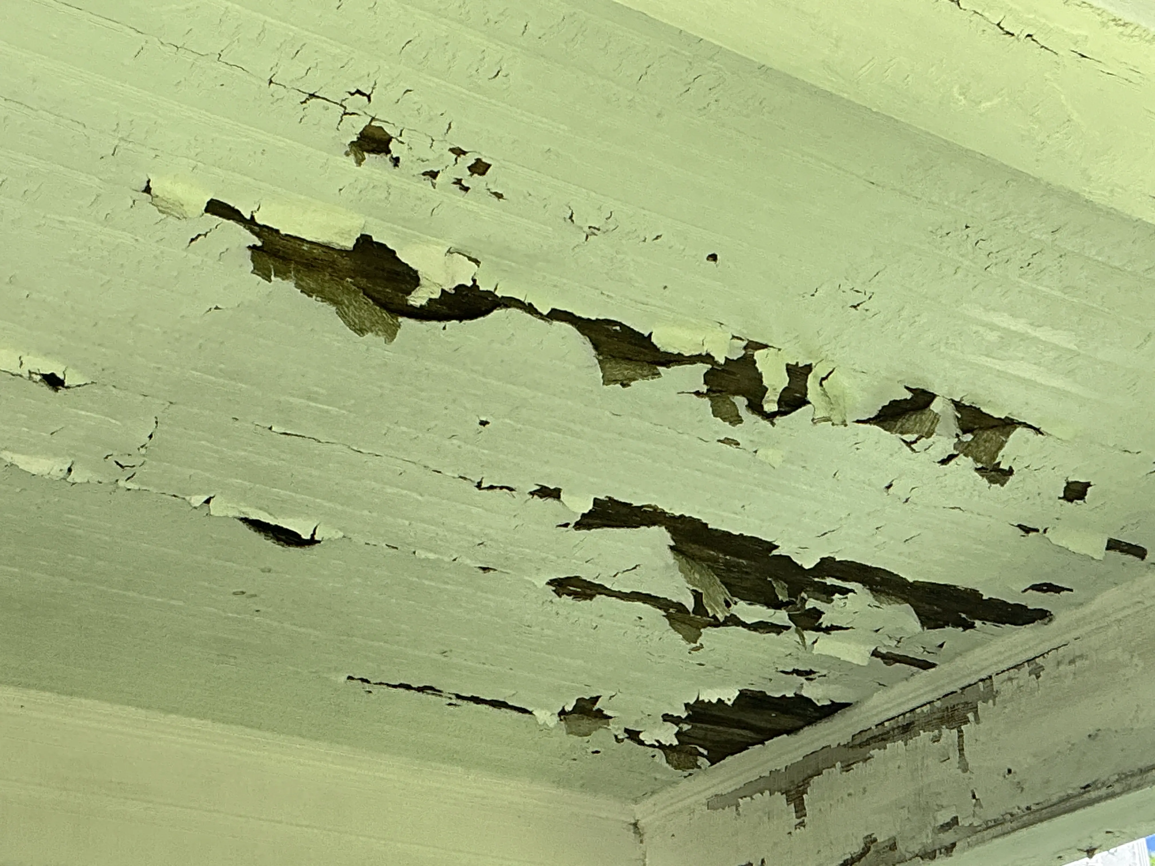 Peeling and flaking paint on a wooden beadboard ceiling 2026-07-14