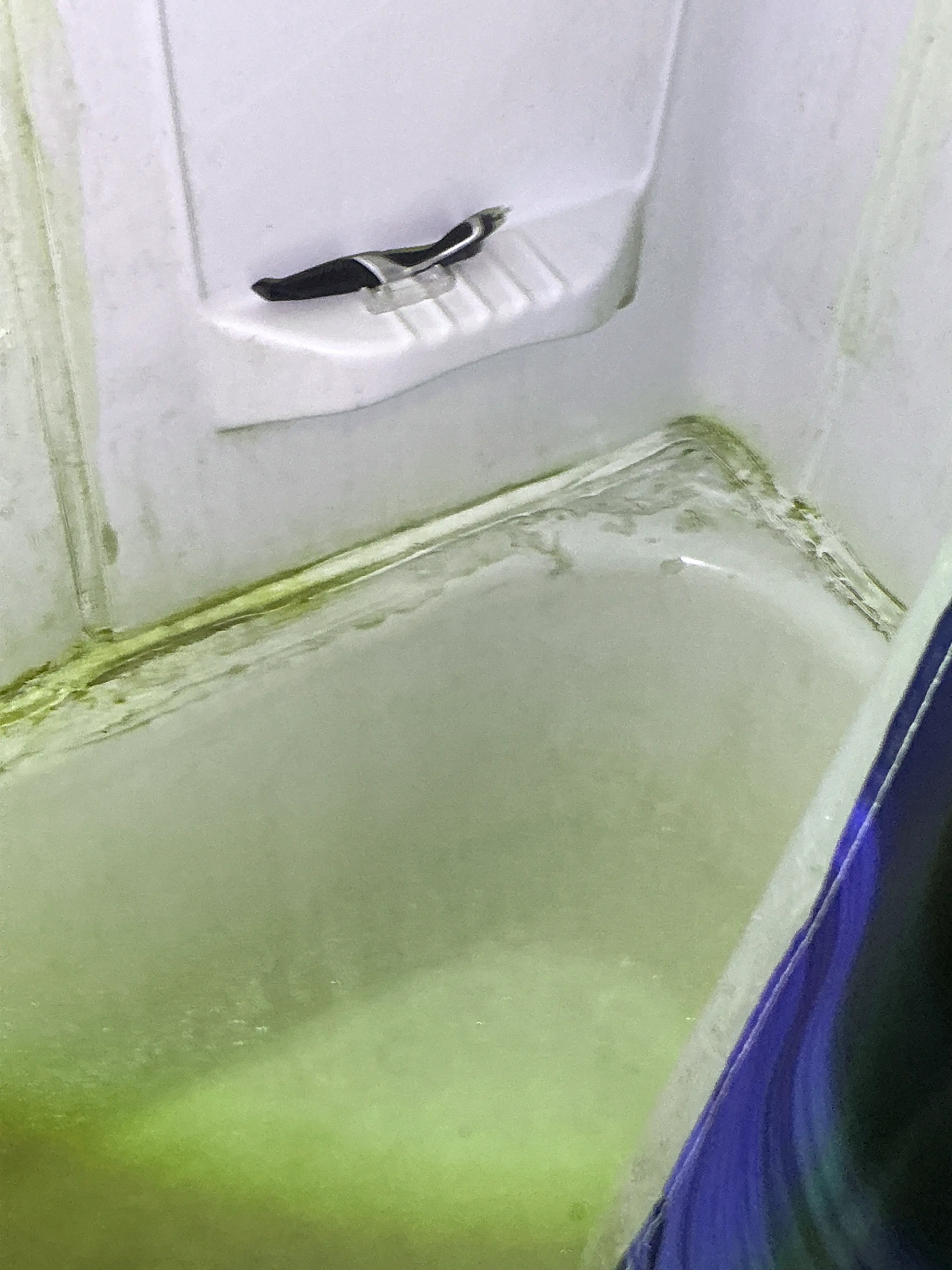 Mold and deteriorated caulk along bathtub surround seam during home inspection 2026-07-26