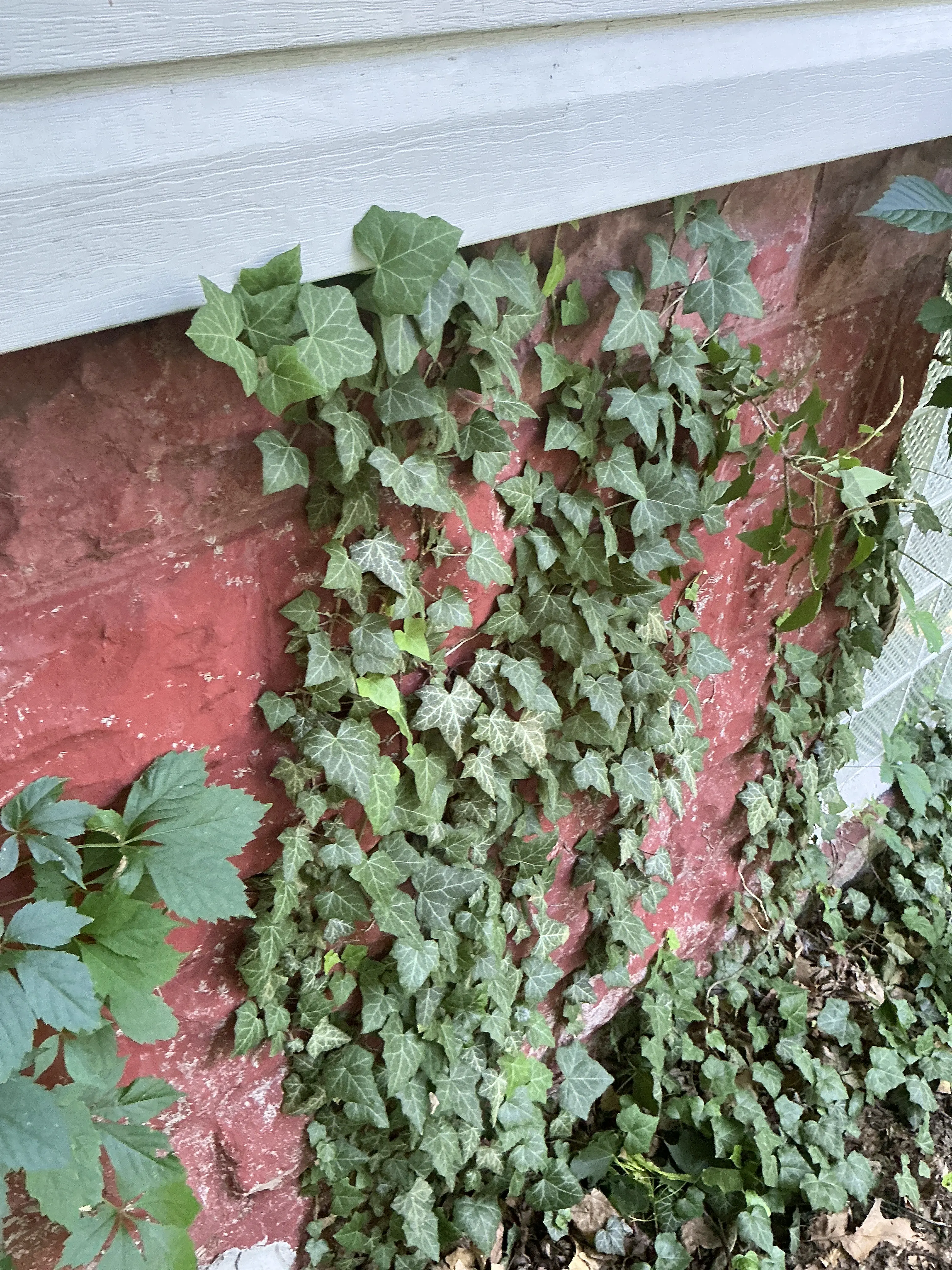 Ivy growing on exterior masonry foundation wall near house siding 2026-07-08