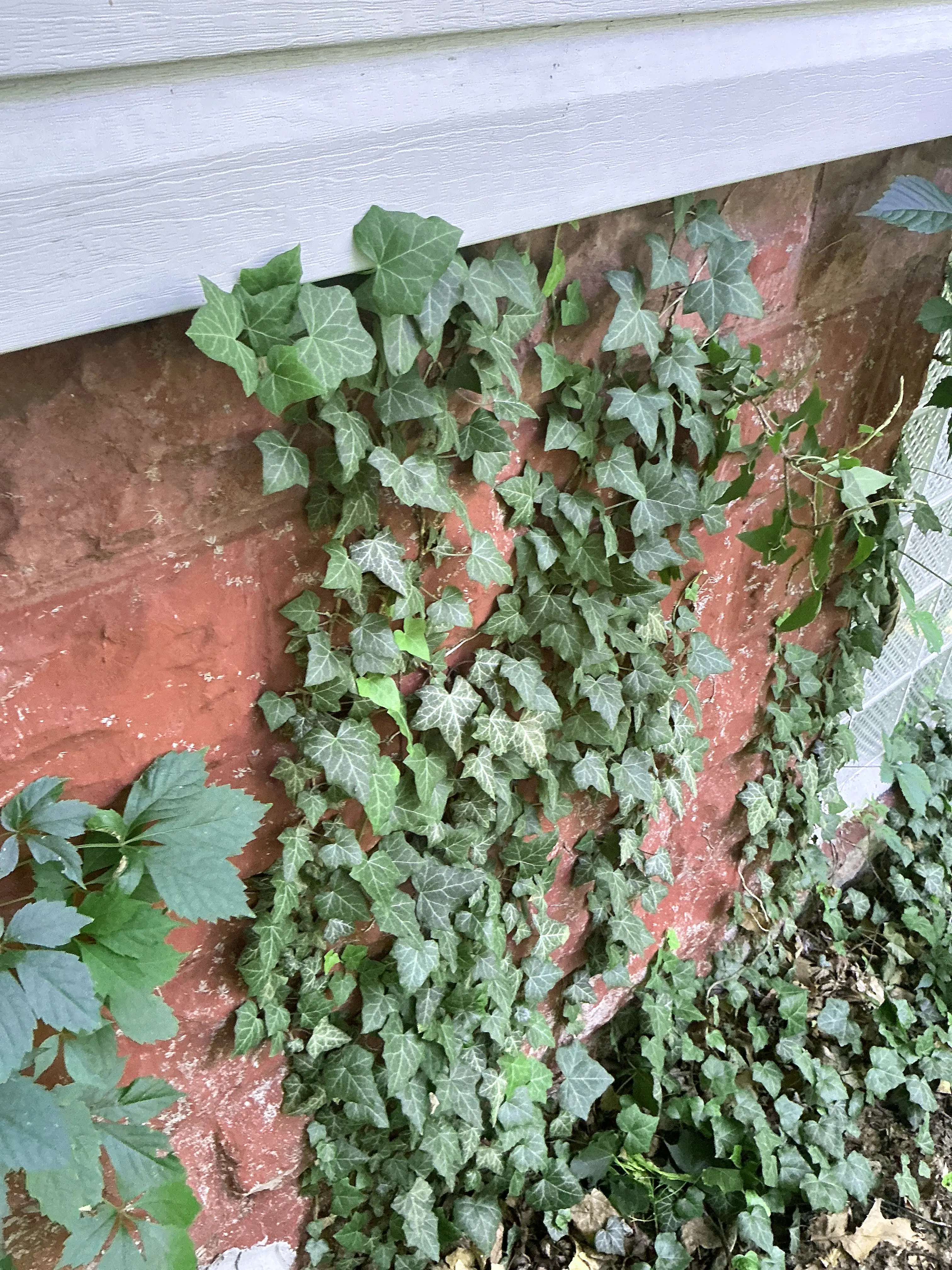 Ivy growing on exterior masonry foundation wall near house siding 2026-07-28