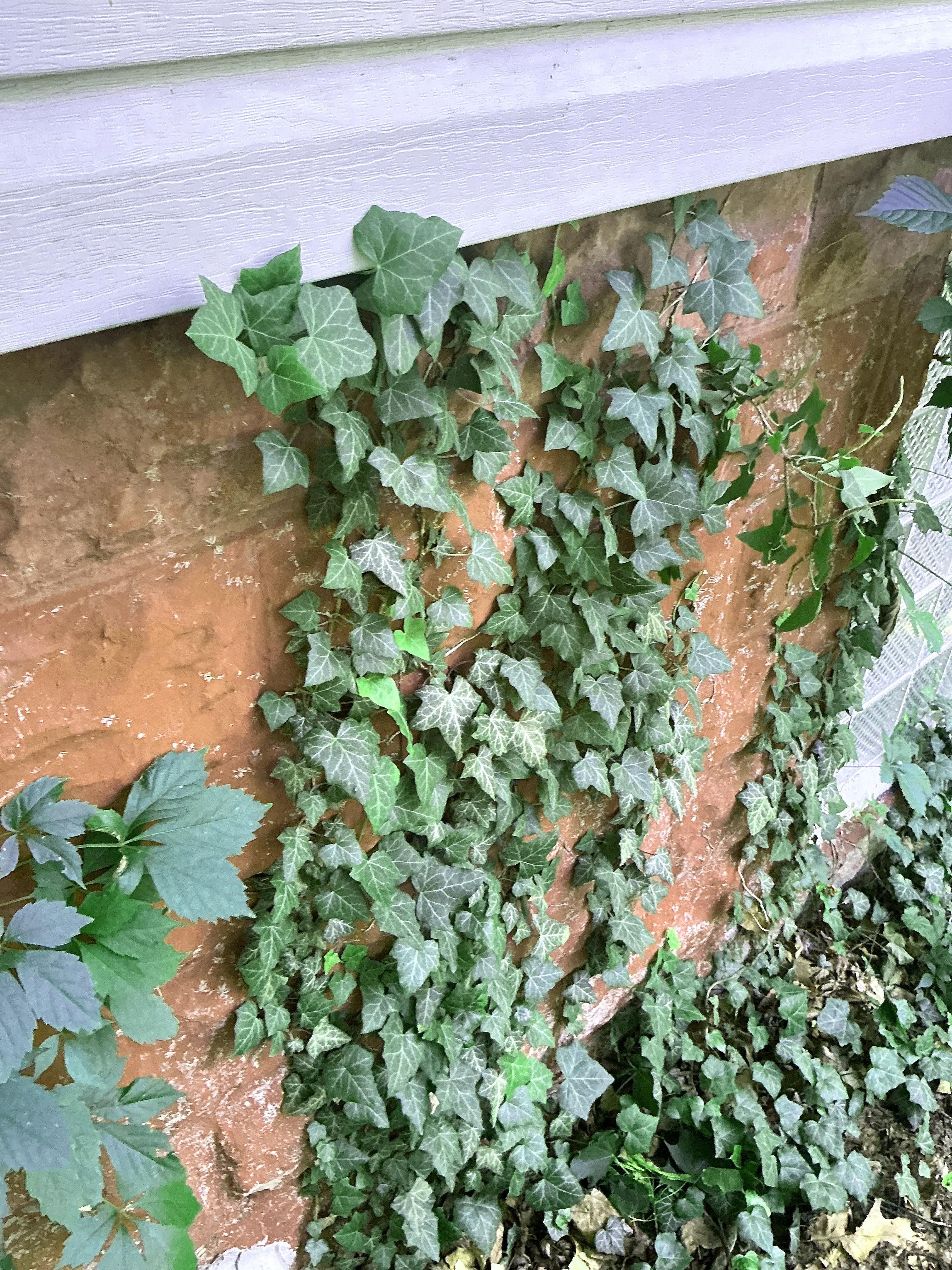 Ivy growing on exterior masonry foundation wall near house siding 2026-08-26