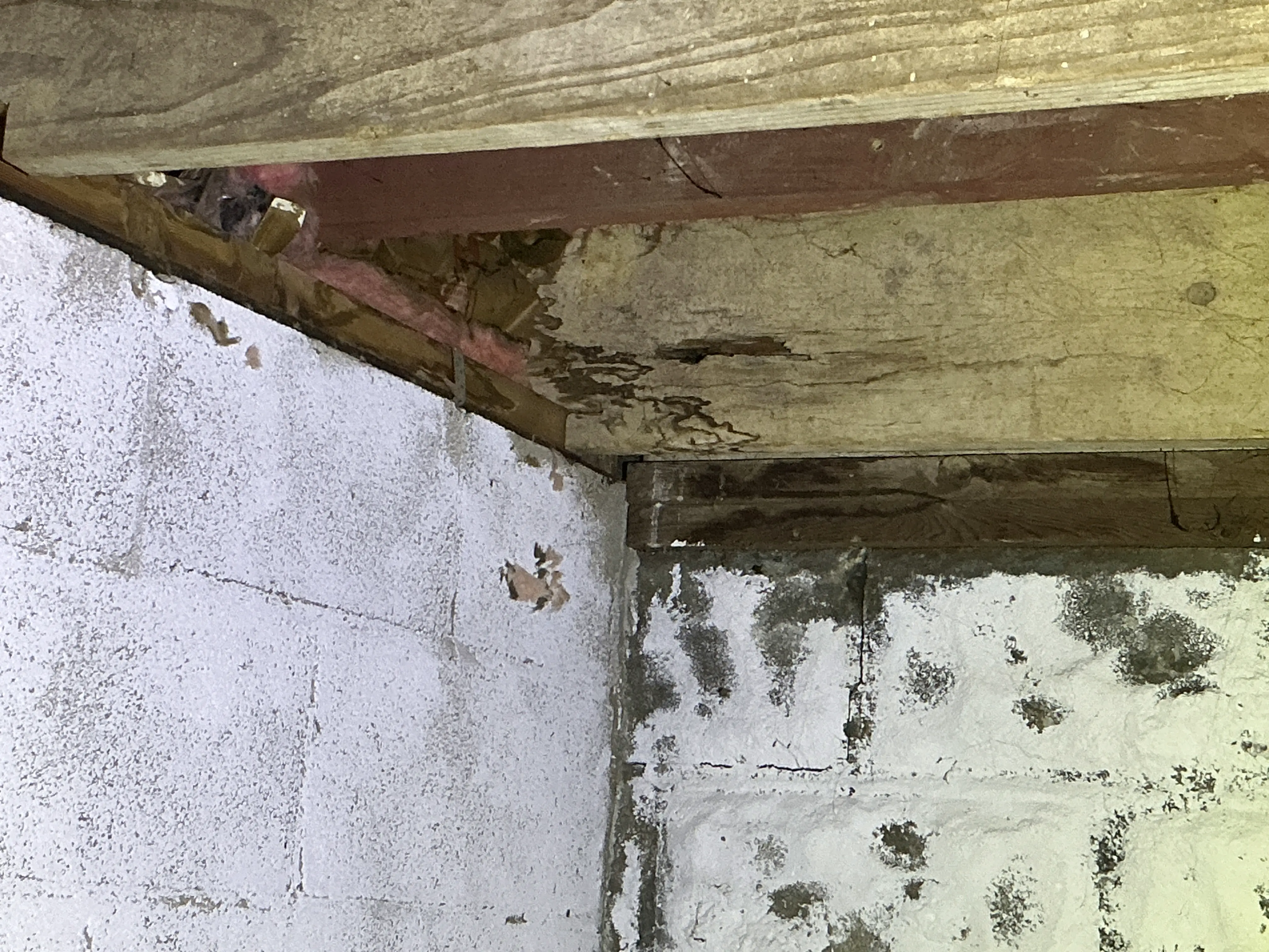 Termite damage and wood rot on wooden floor joists above basement concrete block foundation 2026-07-20