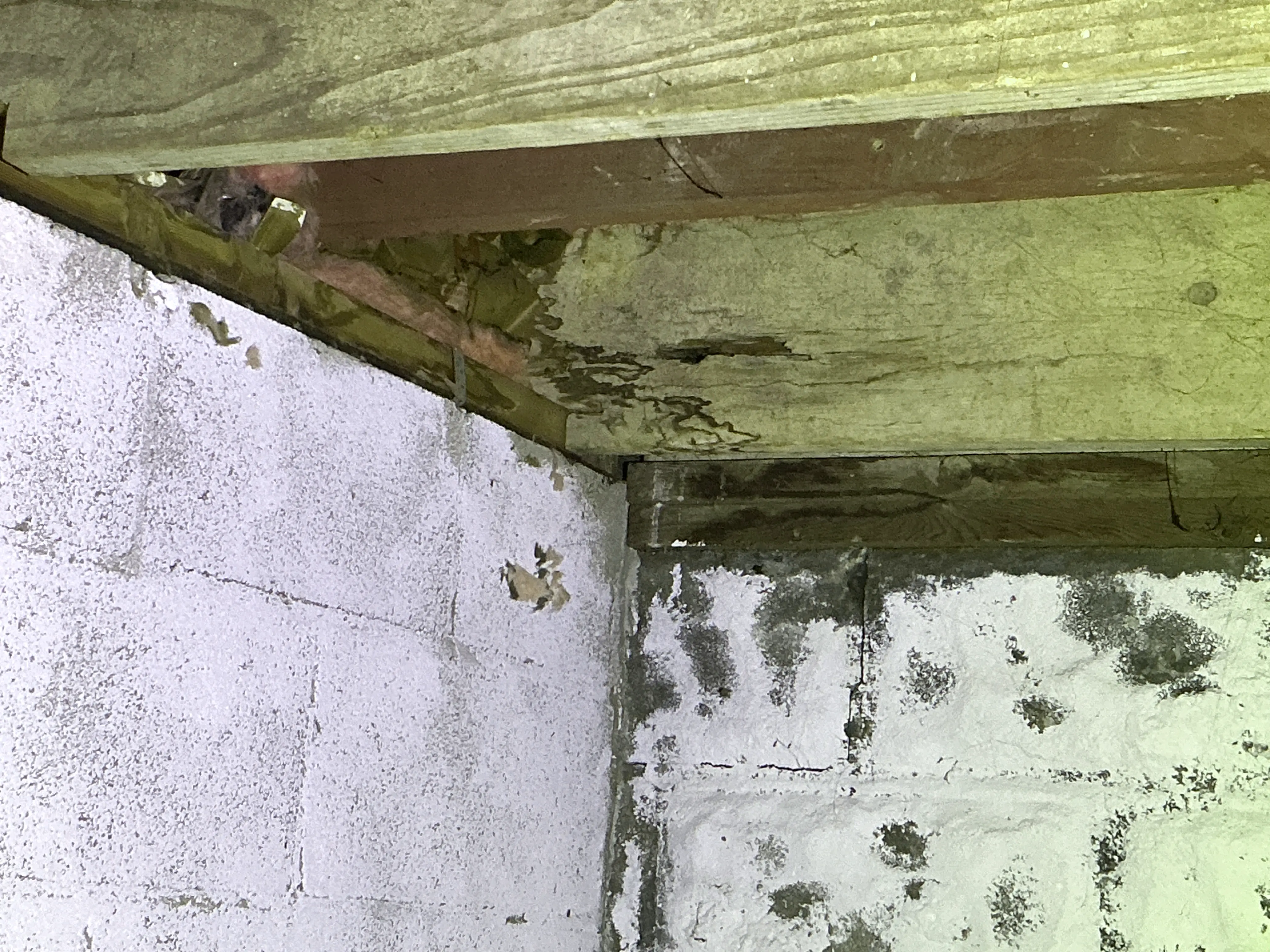 Termite damage and wood rot on wooden floor joists above basement concrete block foundation 2026-07-16