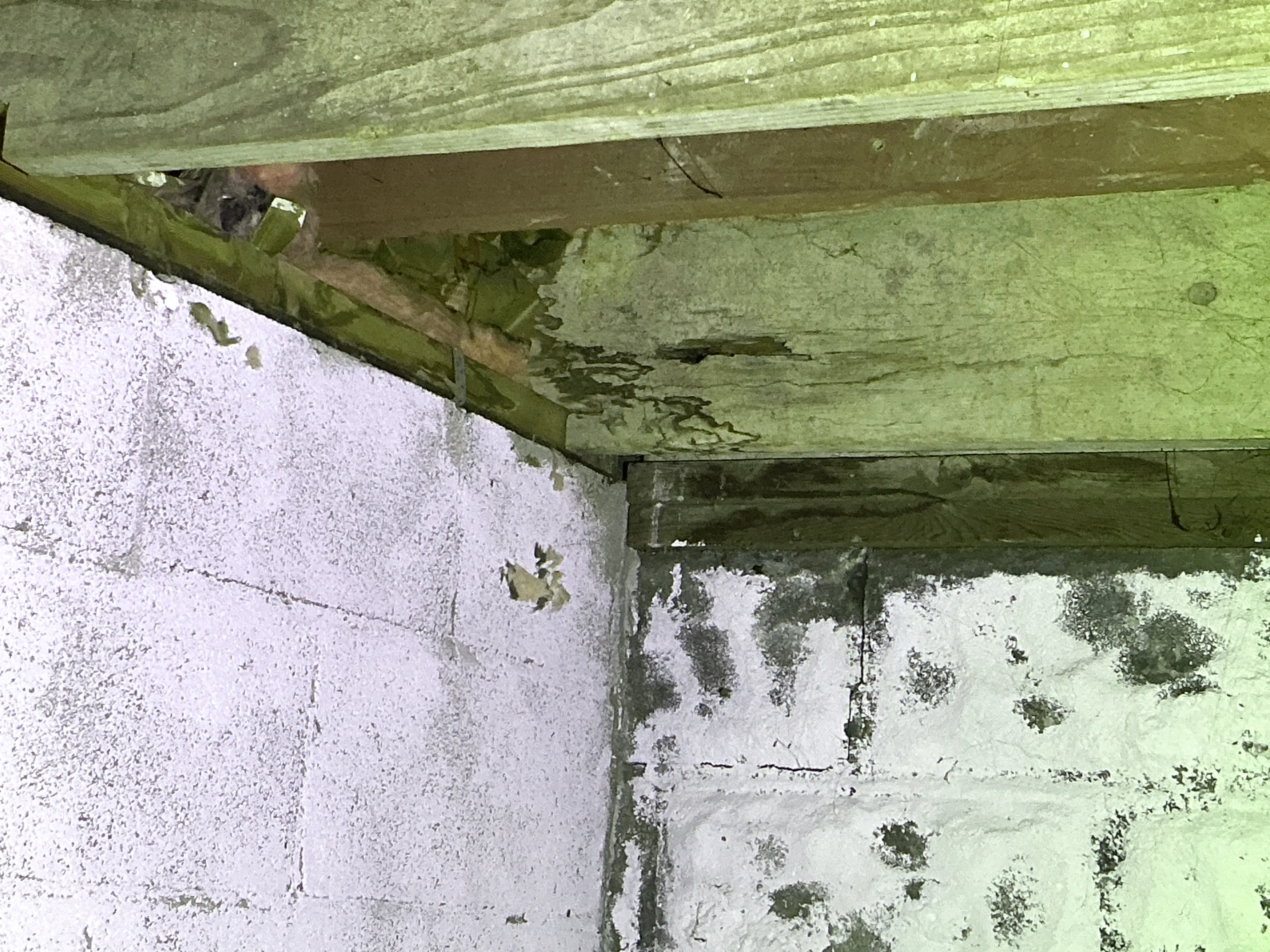 Termite damage and wood rot on wooden floor joists above basement concrete block foundation 2026-08-27