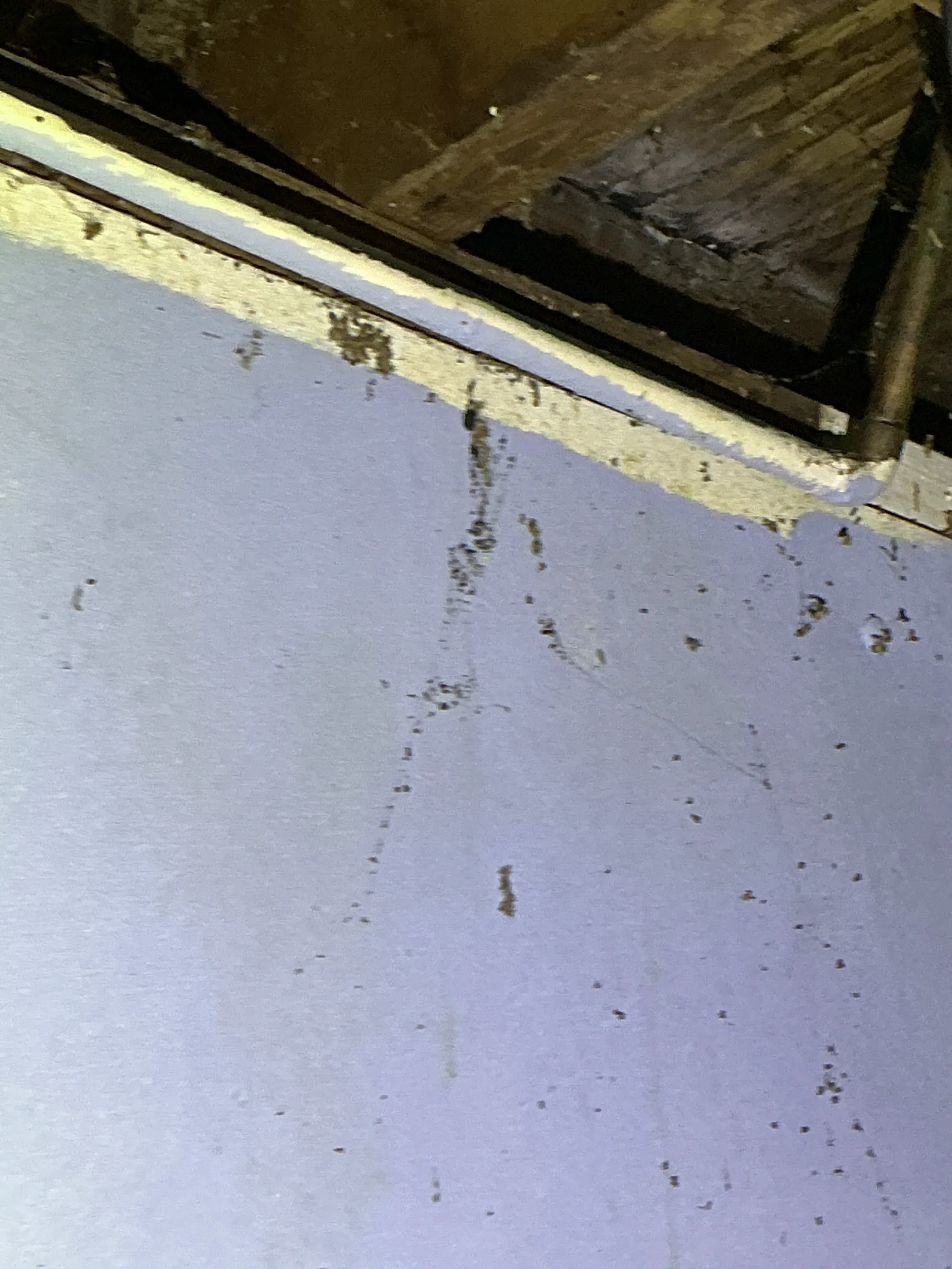 Insect frass and pest droppings on wall and wooden framing in home inspection 2026-07-12