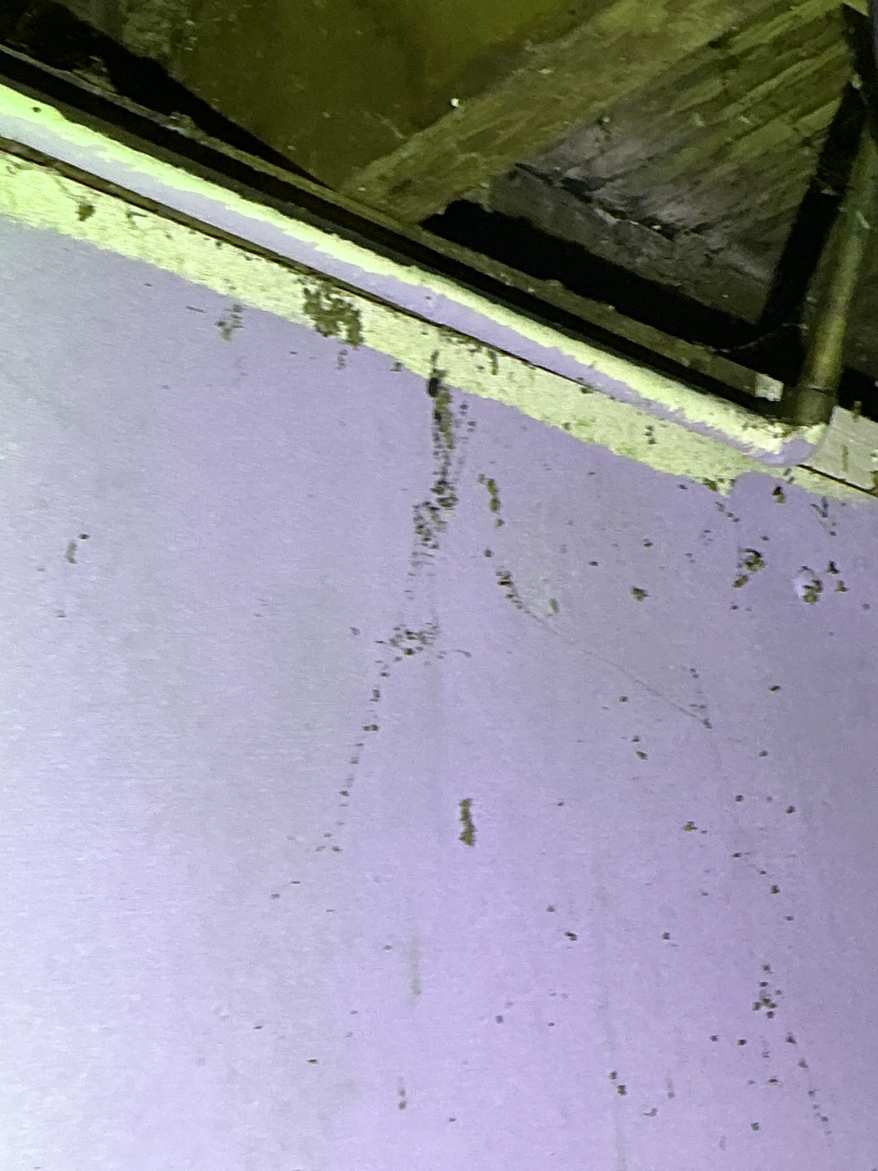 Insect frass and pest droppings on wall and wooden framing in home inspection 2026-07-19