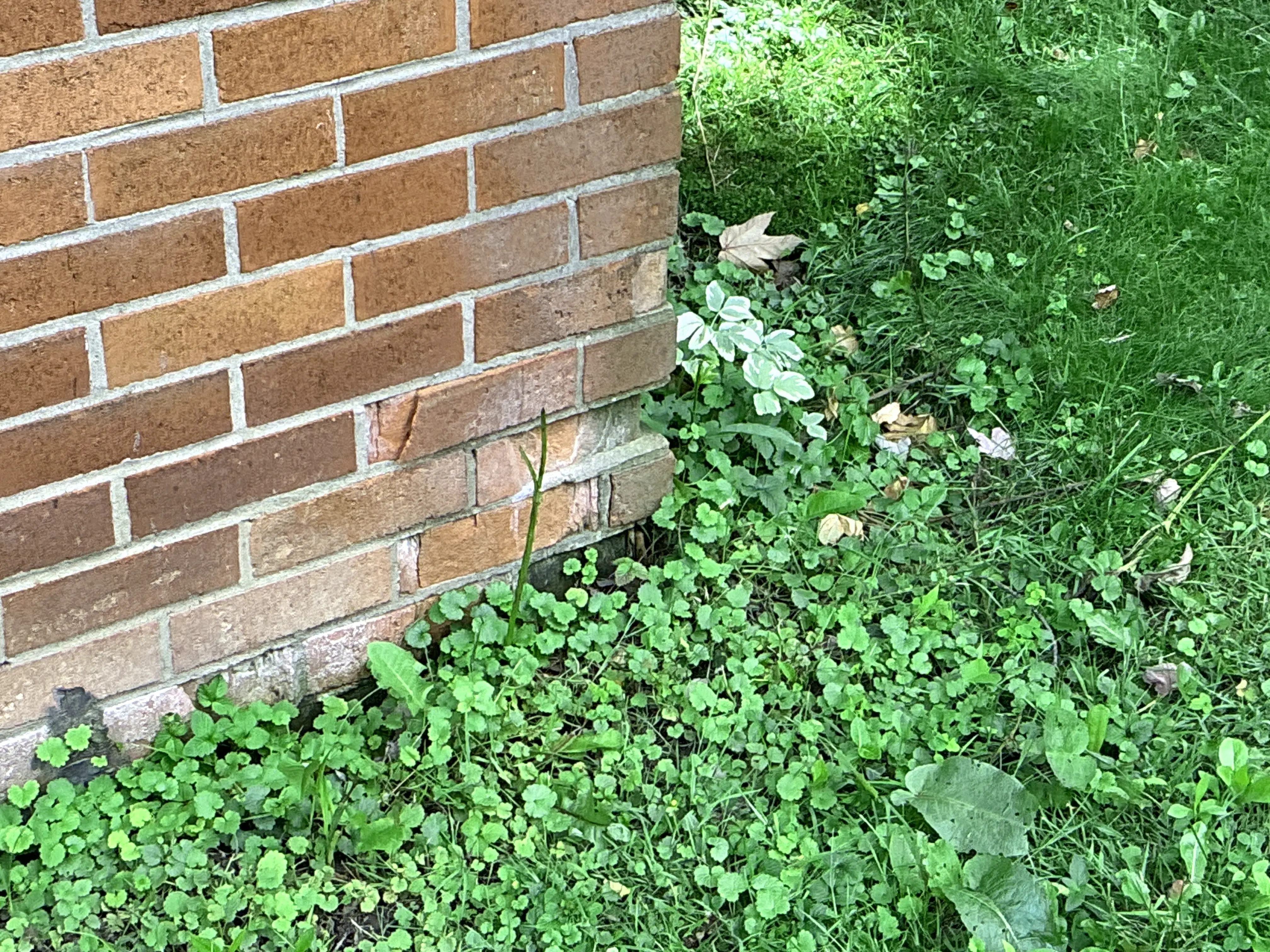 Spalling red brick masonry and overgrown ground vegetation at foundation level 2026-07-04