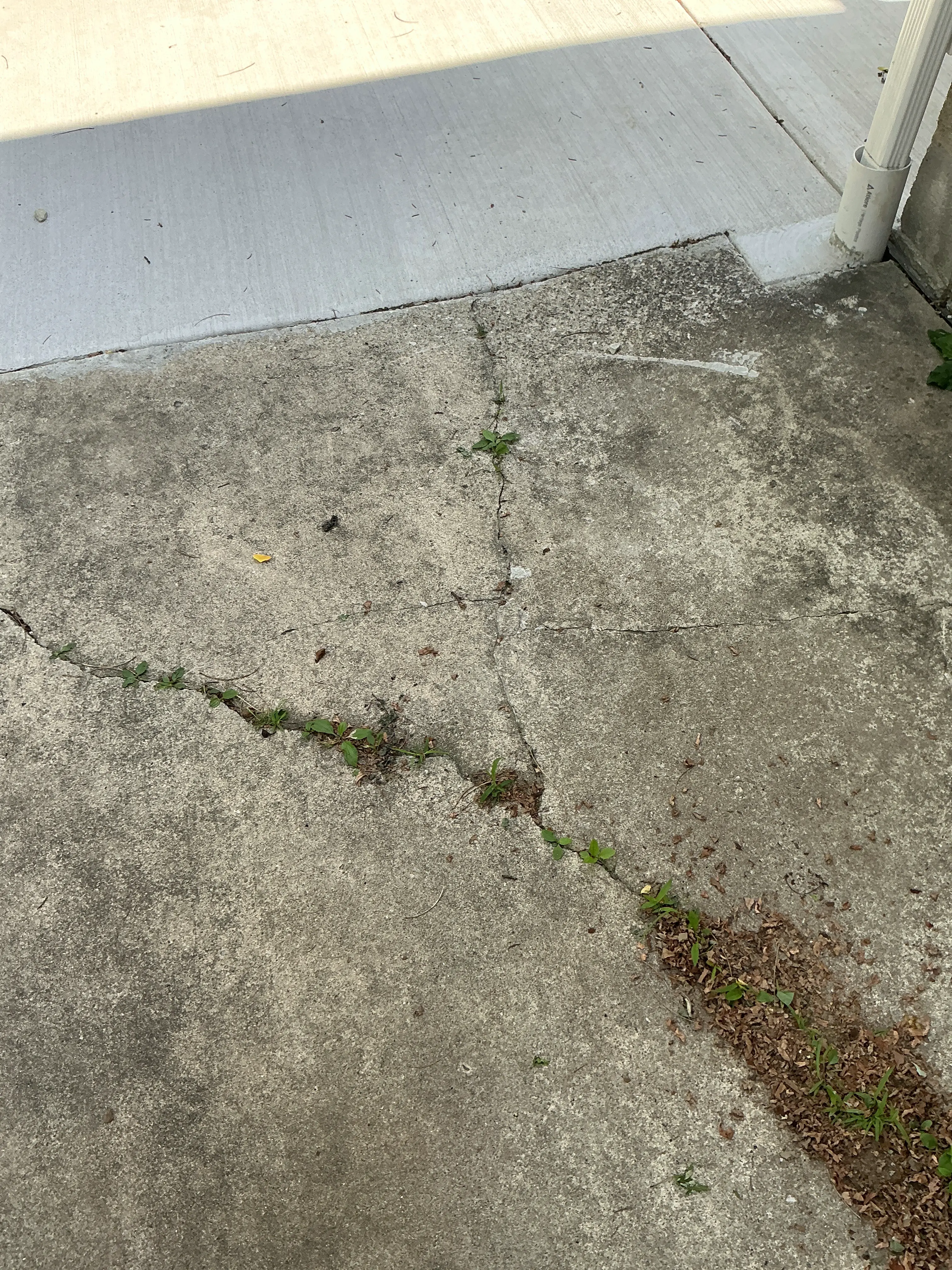 Cracks in exterior concrete patio with weeds growing through the fissures 2026-07-04
