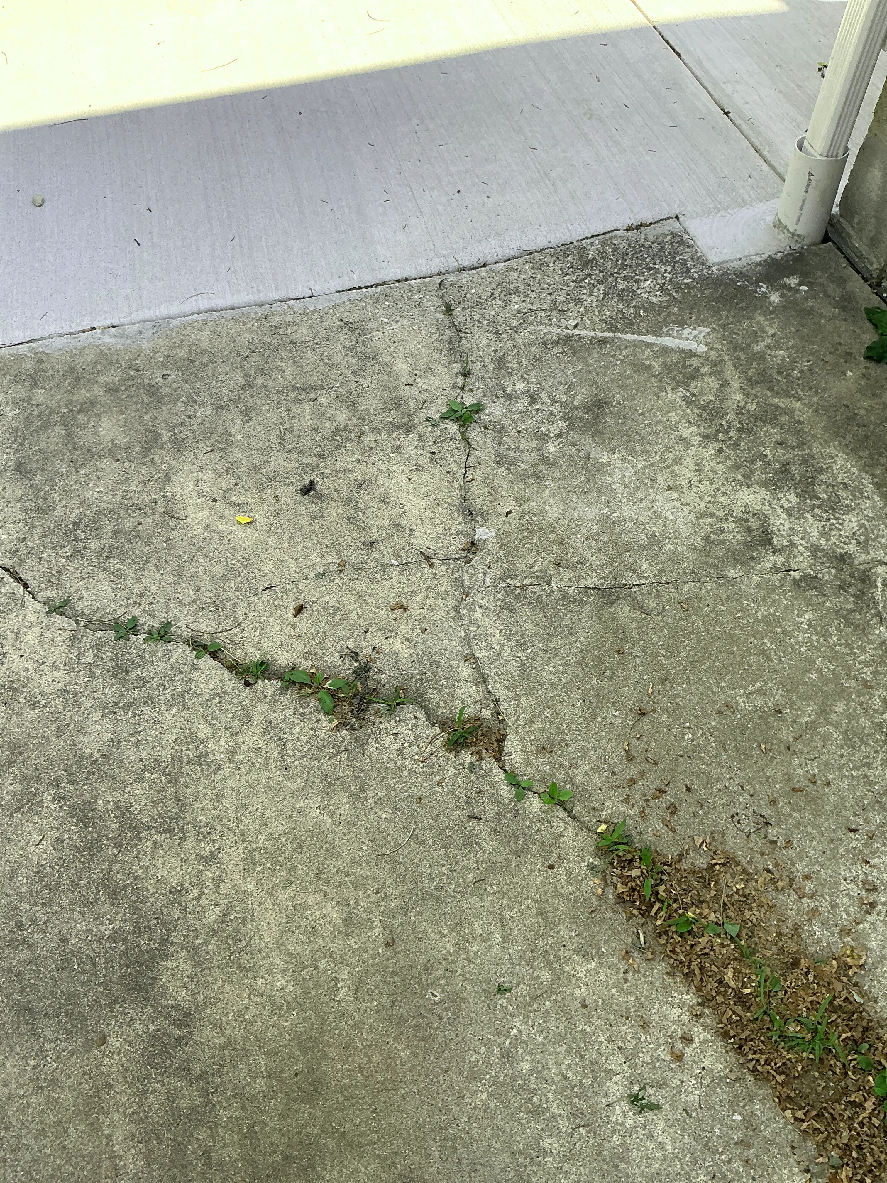 Cracks in exterior concrete patio with weeds growing through the fissures 2026-07-04