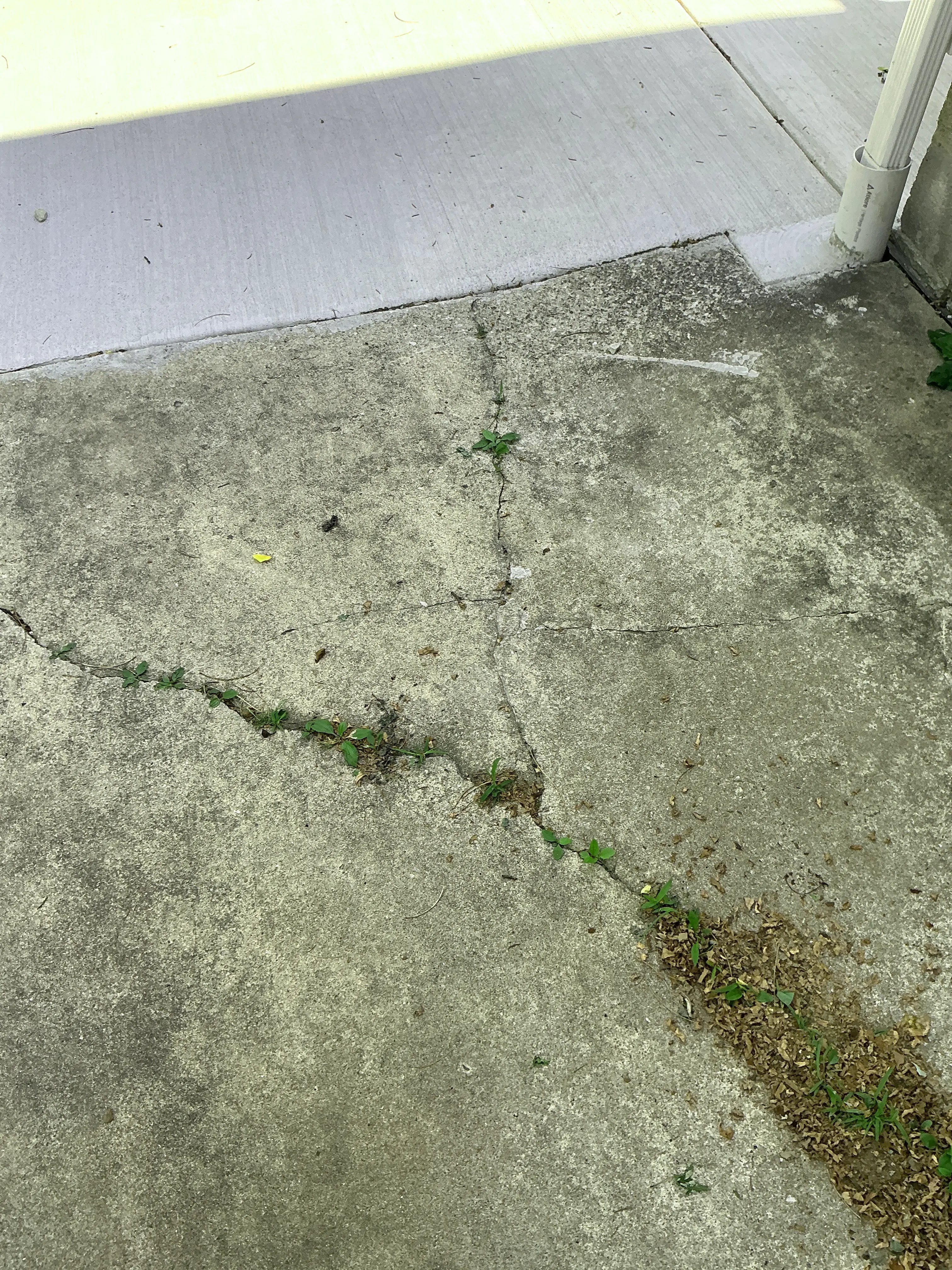 Cracks in exterior concrete patio with weeds growing through the fissures 2026-07-04