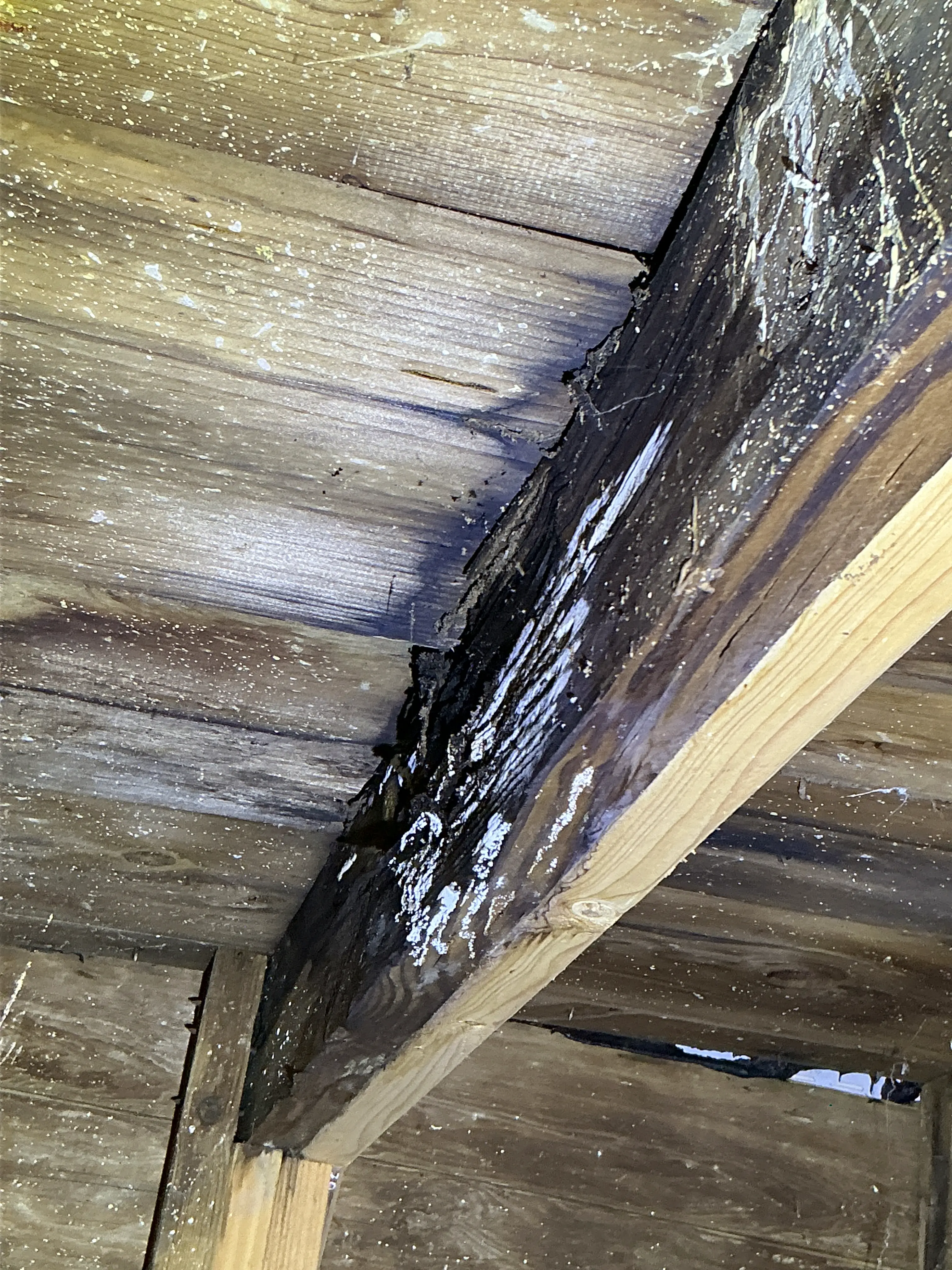 Severe fungal growth and wood rot on wooden roof framing beam during lead test. 2026-08-25