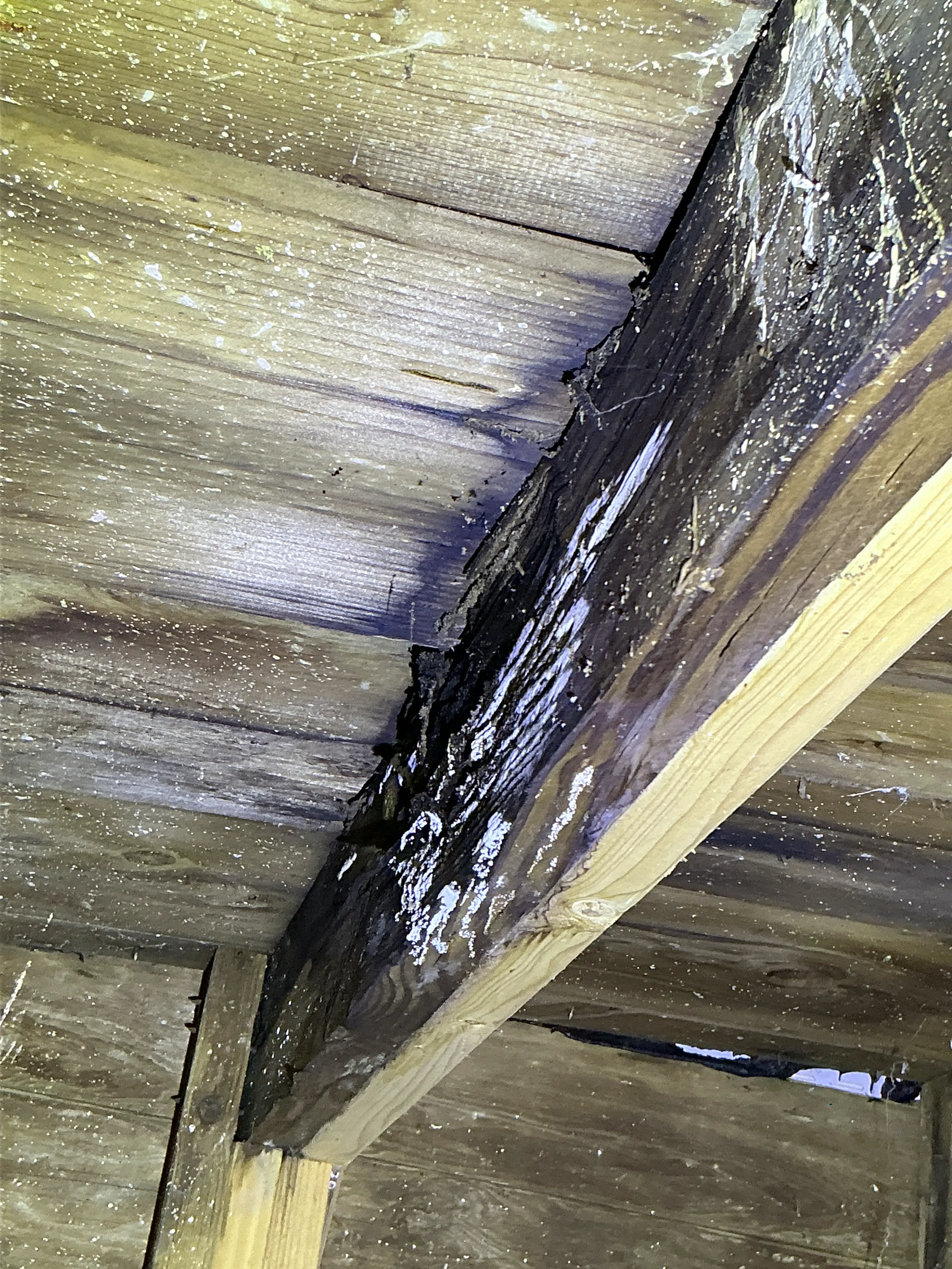 Severe fungal growth and wood rot on wooden roof framing beam during mold testing. 2026-08-06