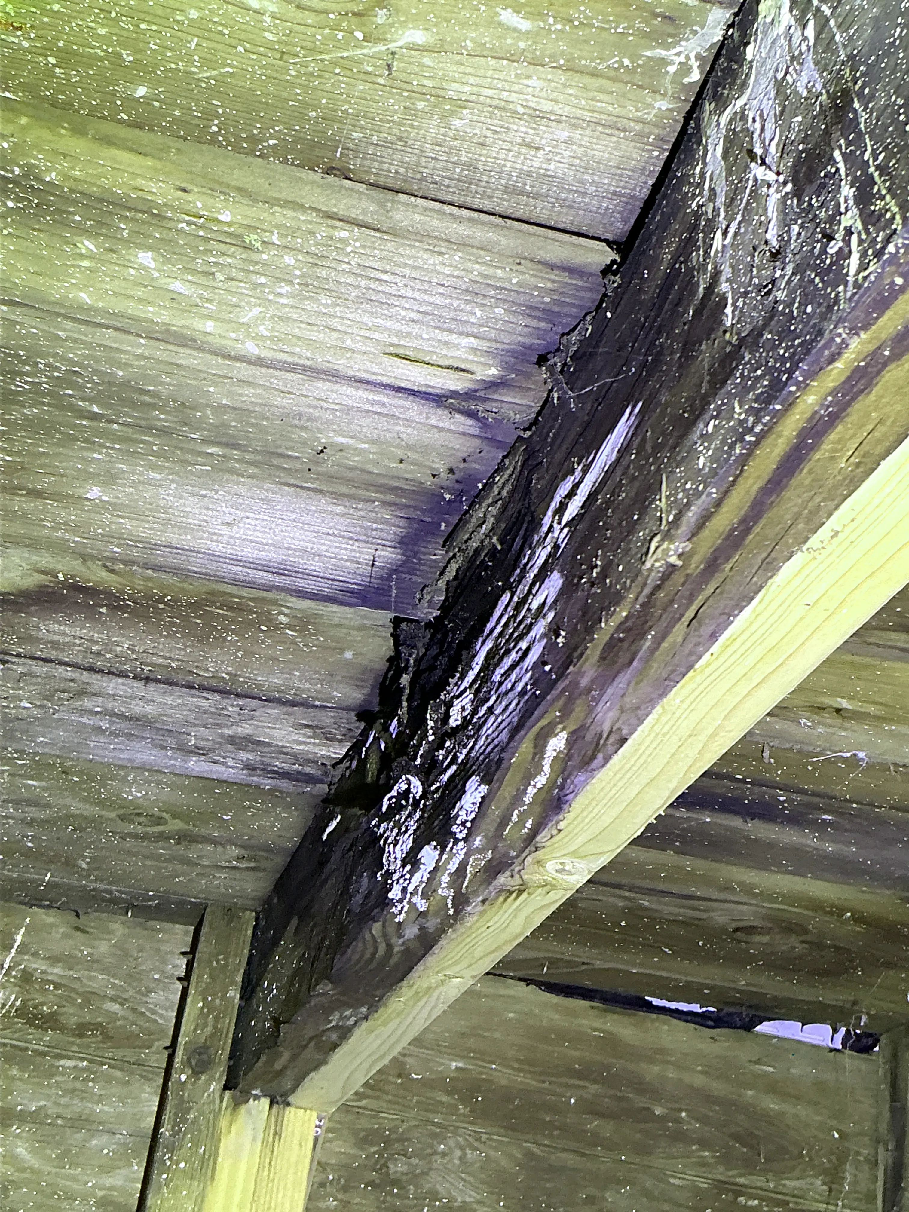 Severe fungal growth and wood rot on wooden roof framing beam during lead inspection. 2026-08-09