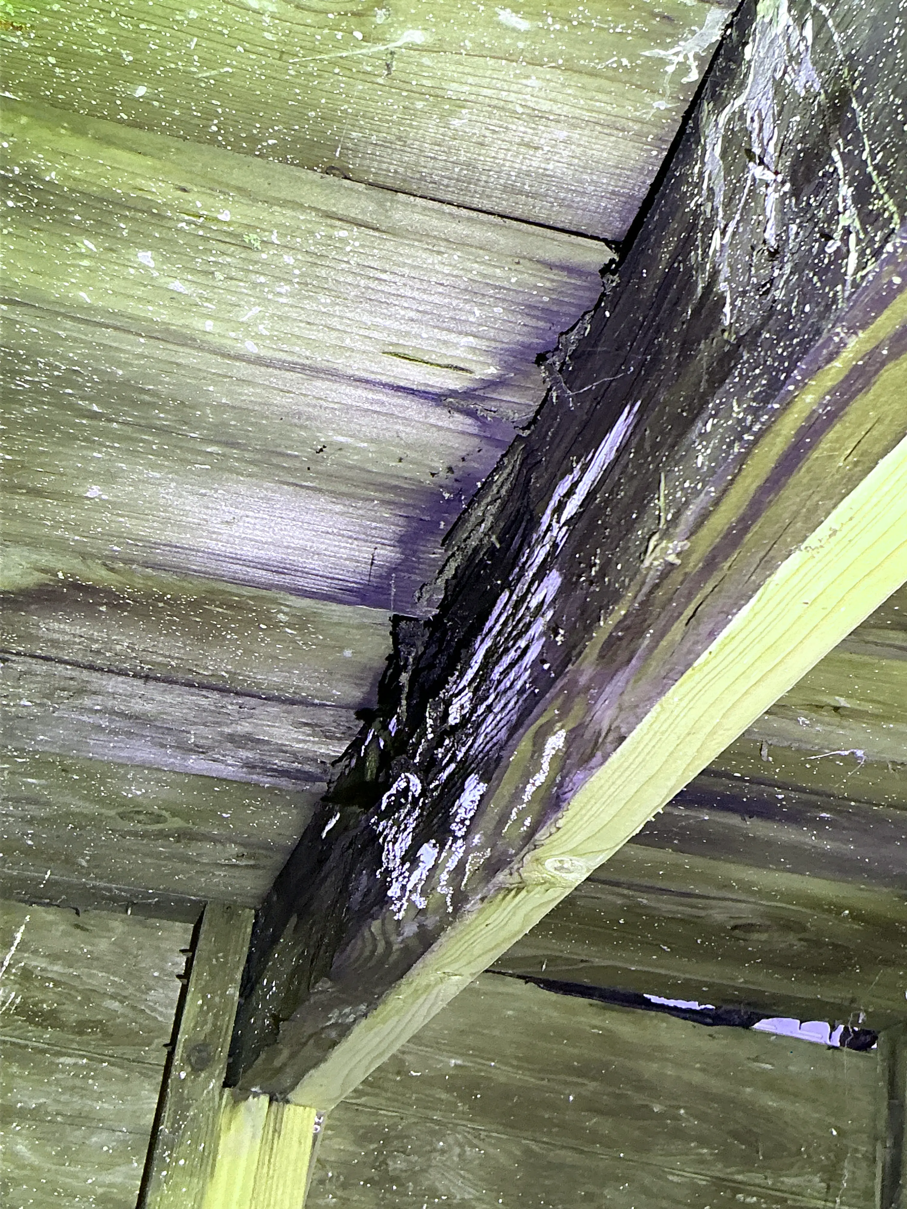 Severe fungal growth and wood rot on wooden roof framing beam during home inspection. 2026-08-14