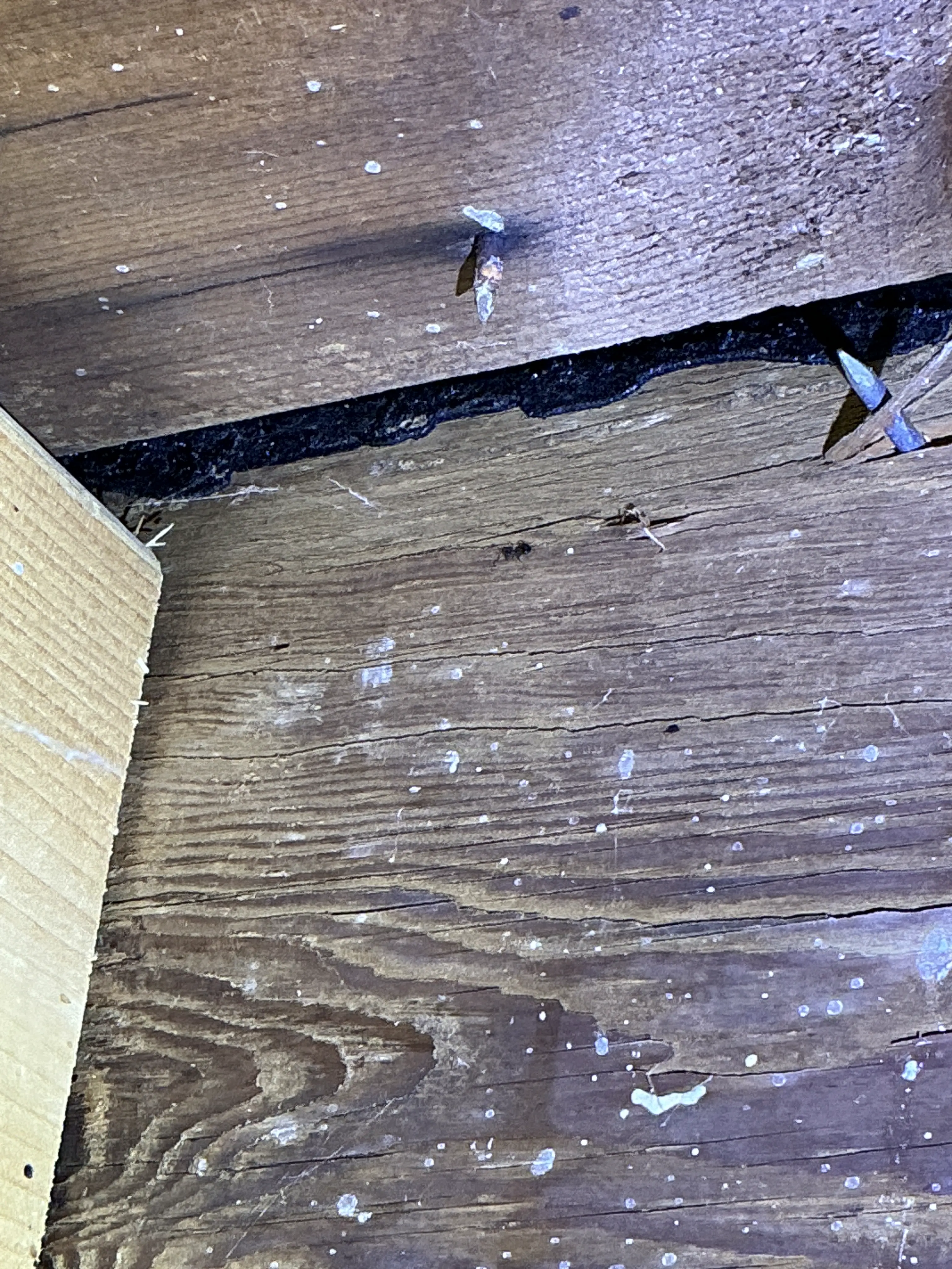 Exposed sharp nails protruding through roof sheathing in attic 2026-09-01