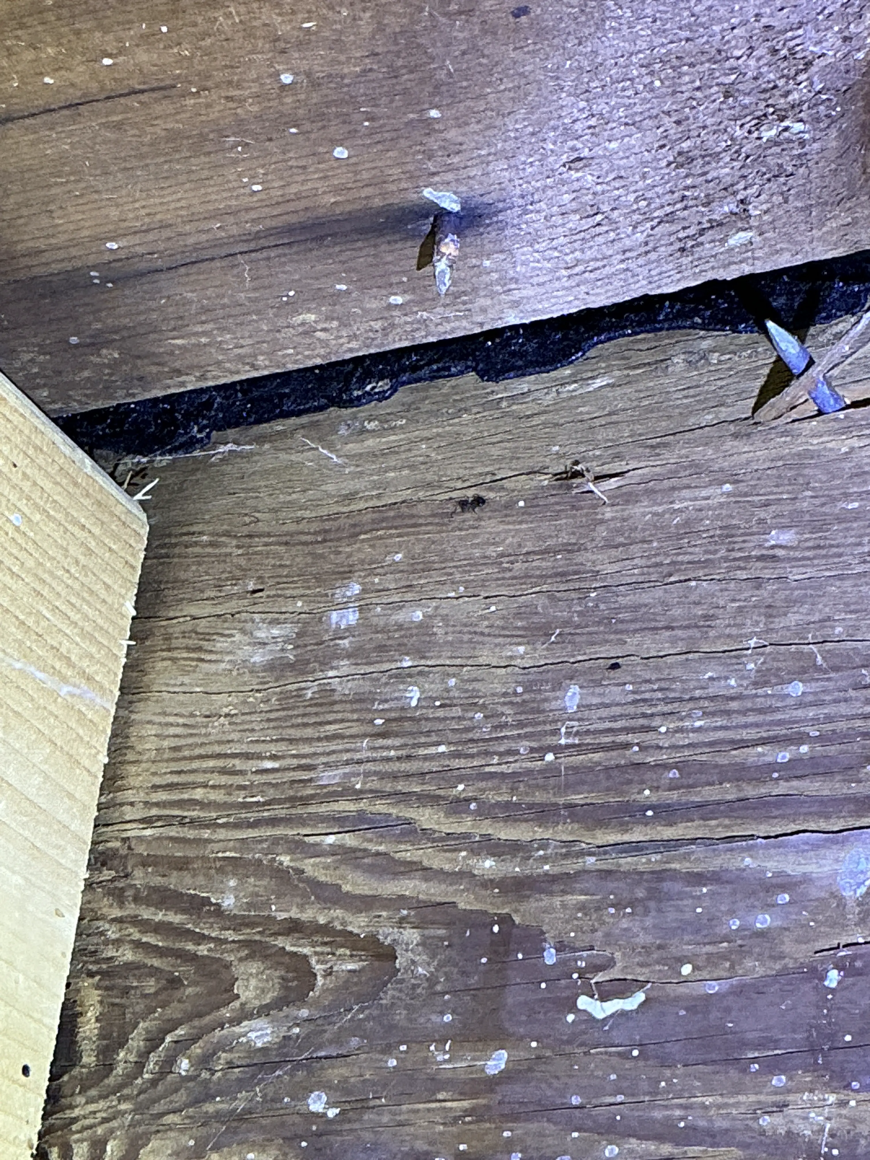 Exposed sharp nails protruding through roof sheathing in attic 2026-08-25