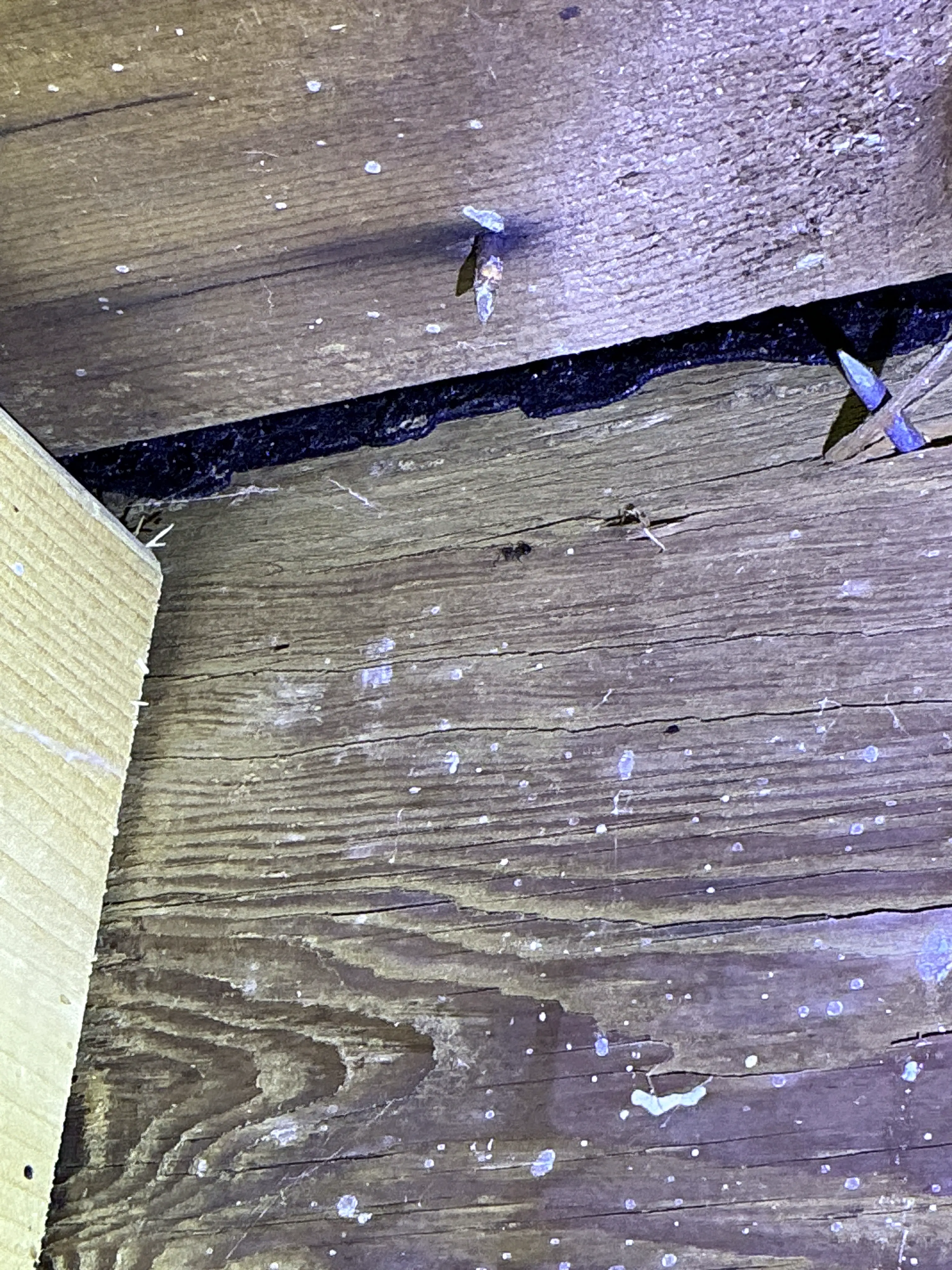 Exposed sharp nails protruding through roof sheathing in attic 2026-07-05