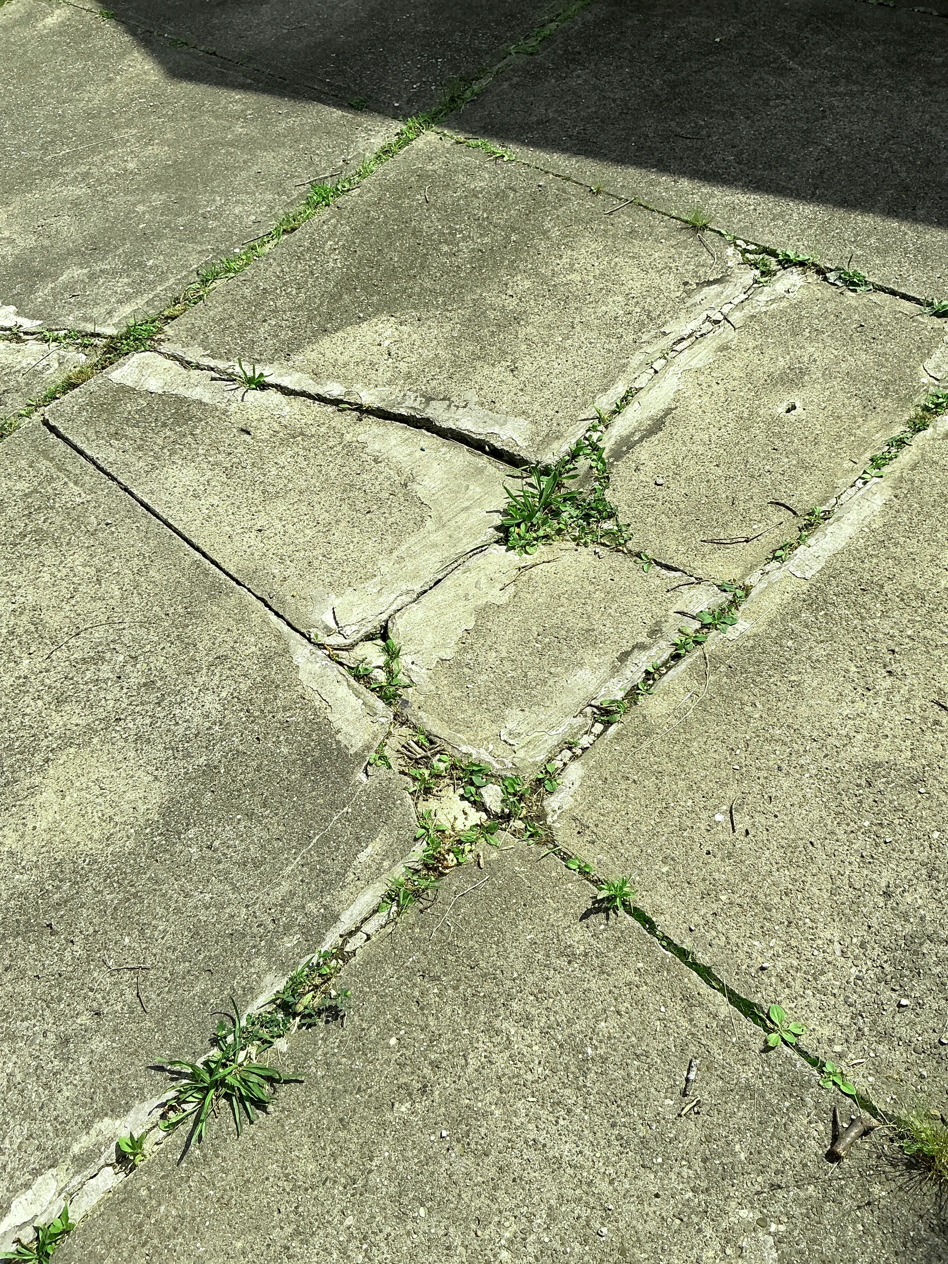 Cracked concrete patio slabs with weed growth in expansion joints 2026-07-29