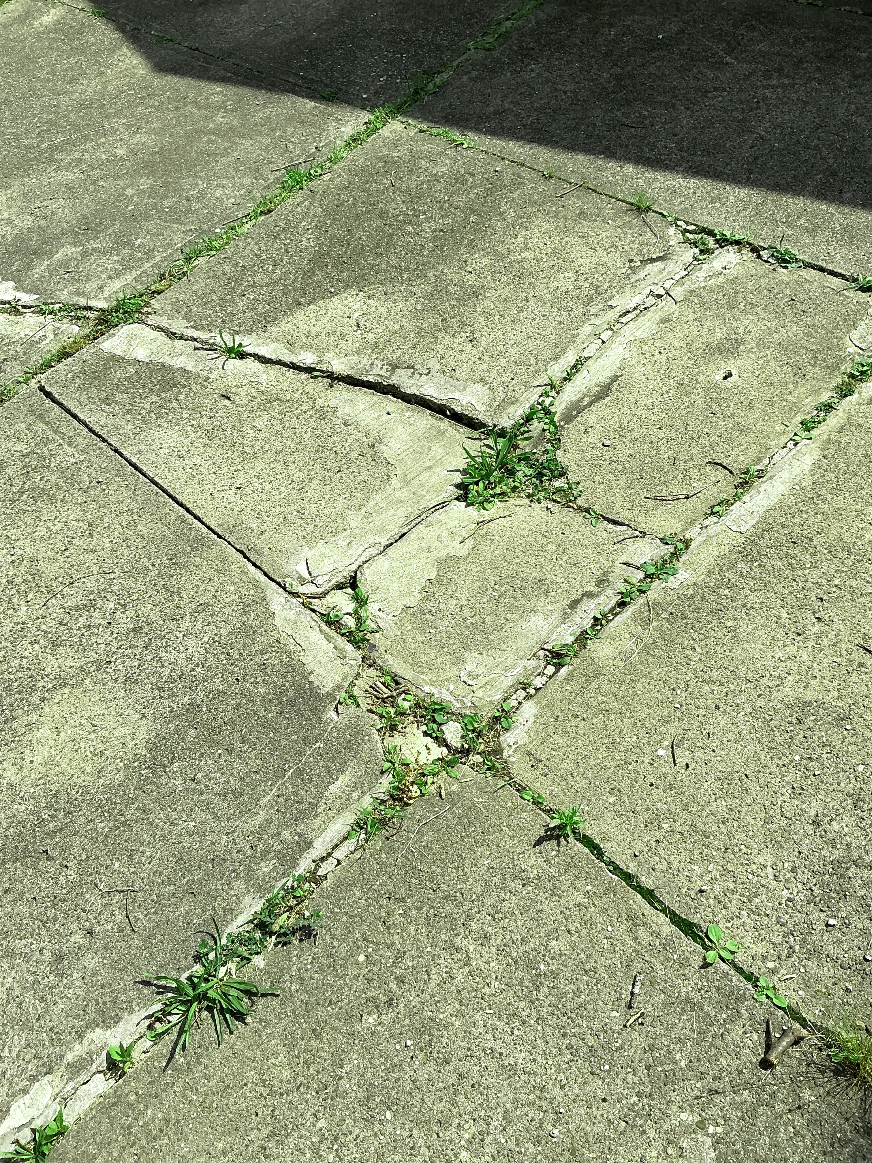 Cracked concrete patio slabs with weed growth in expansion joints 2026-08-14