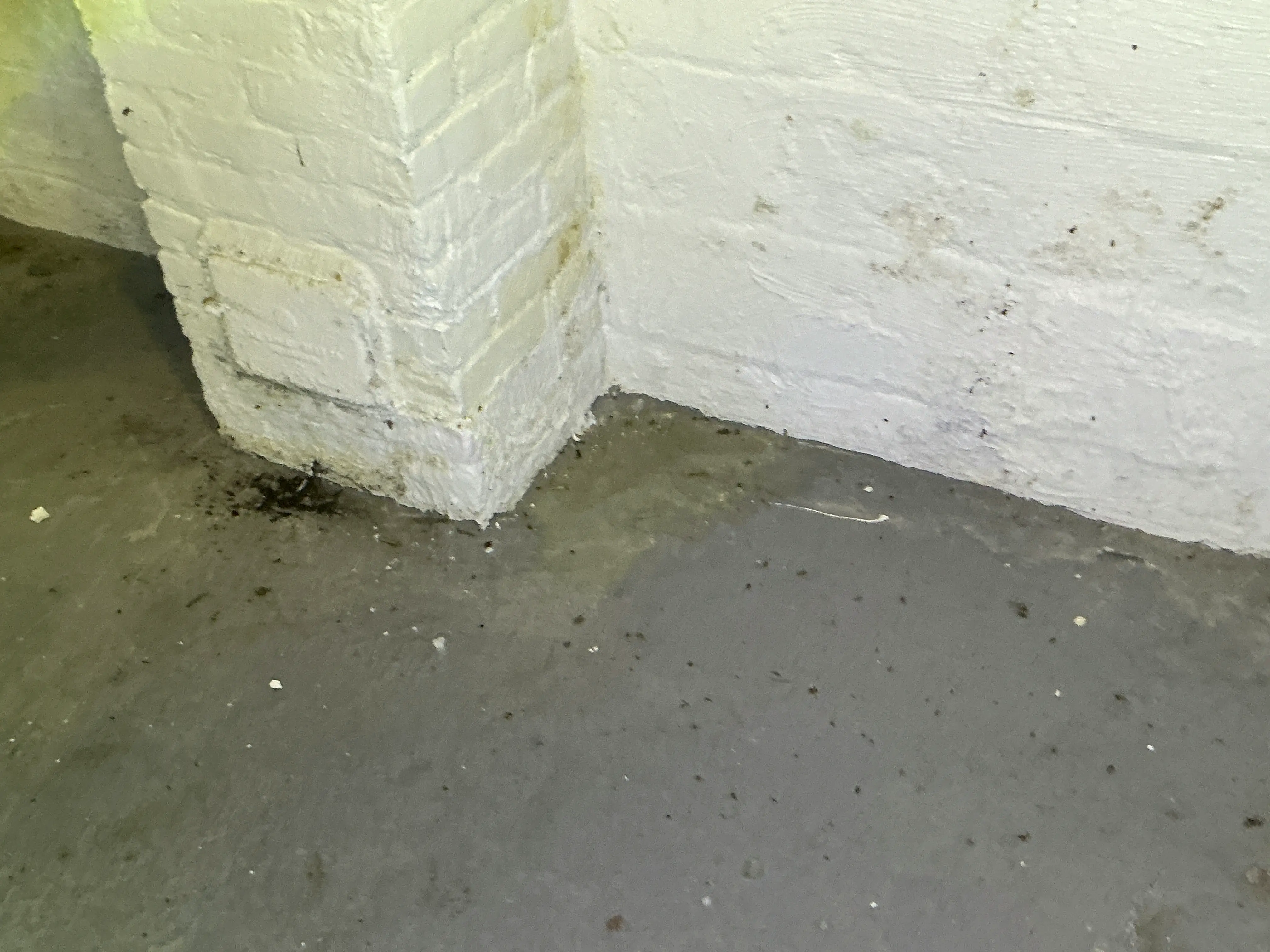 Moisture staining and dampness at the base of a basement brick wall 2026-08-07
