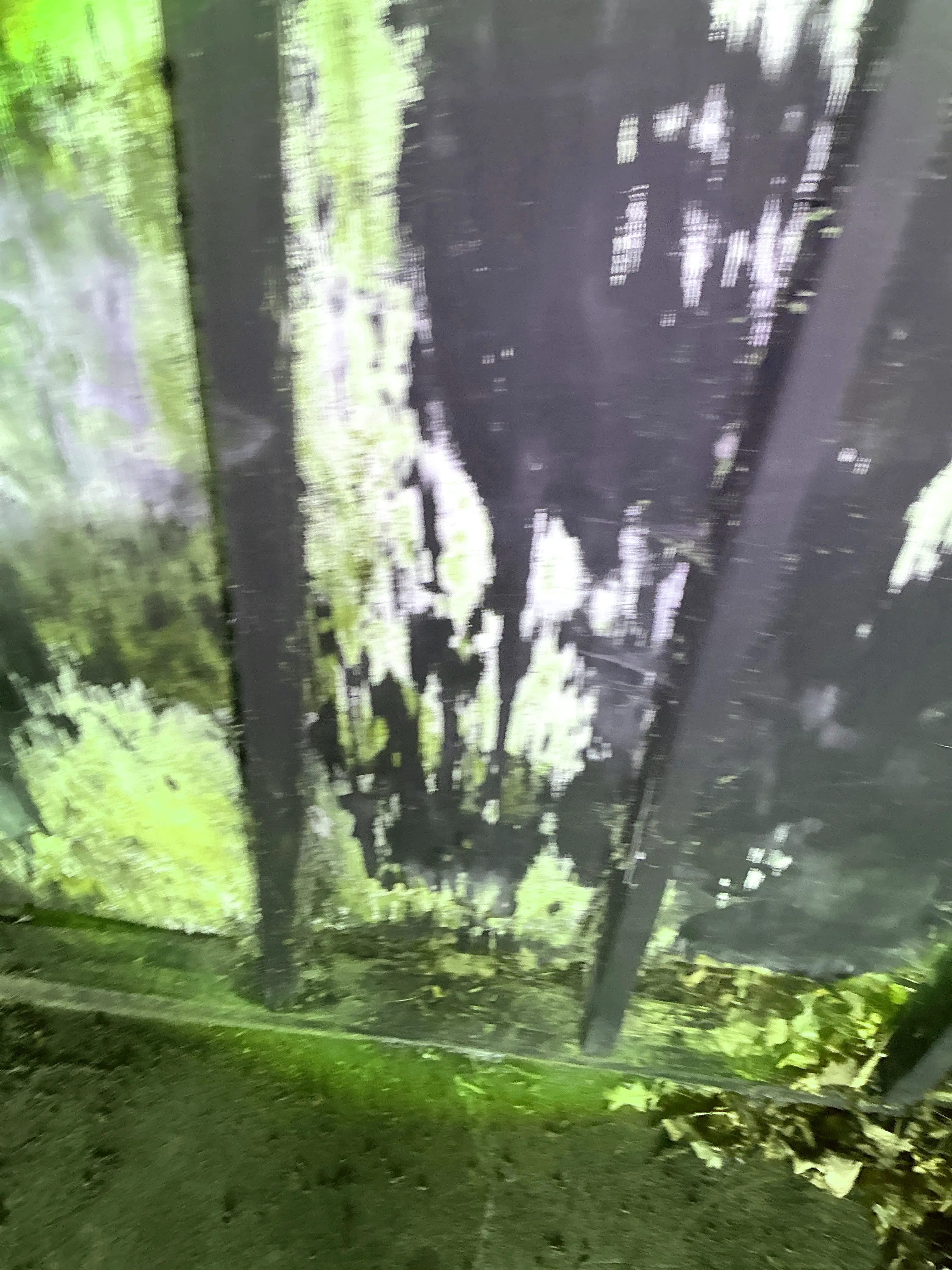 Peeling paint and wood decay on exterior steps during a mold inspection 2026-07-11