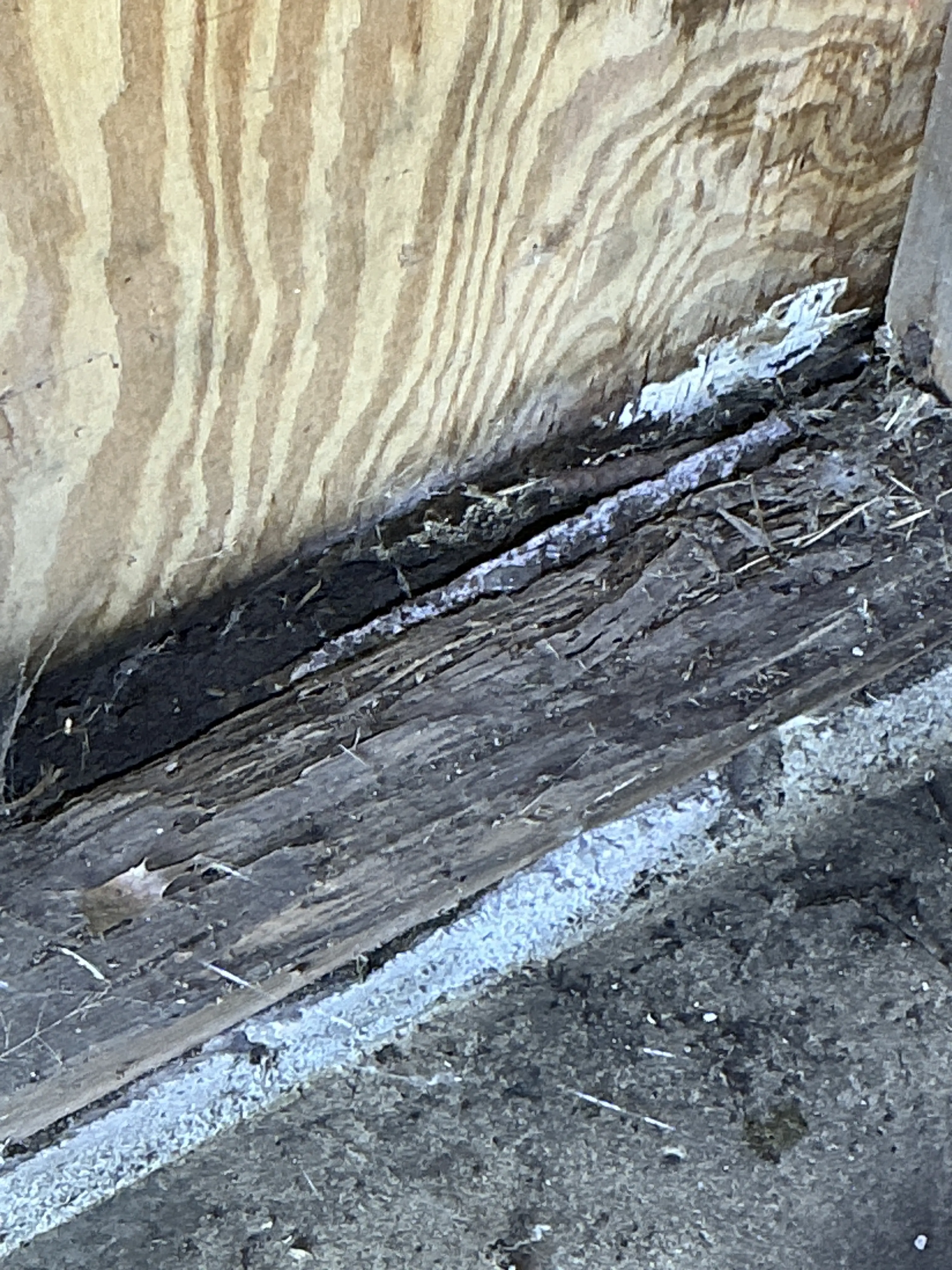 Rotted framing wood and moisture damage shown during a home inspection 2026-07-24