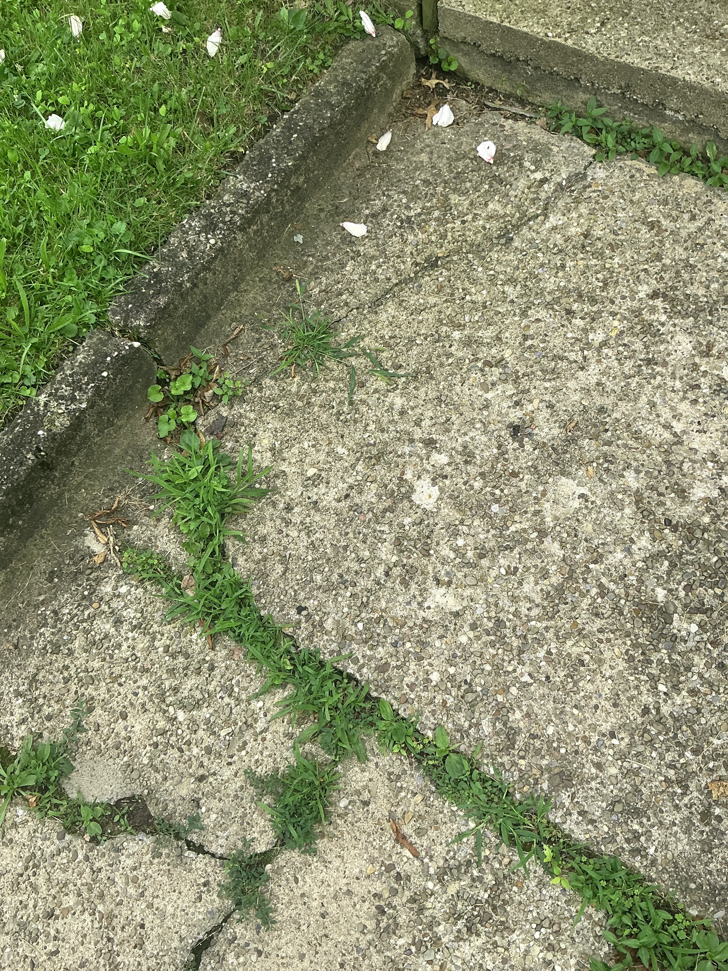 Weeds growing through cracks in exposed aggregate concrete walkway 2026-08-26