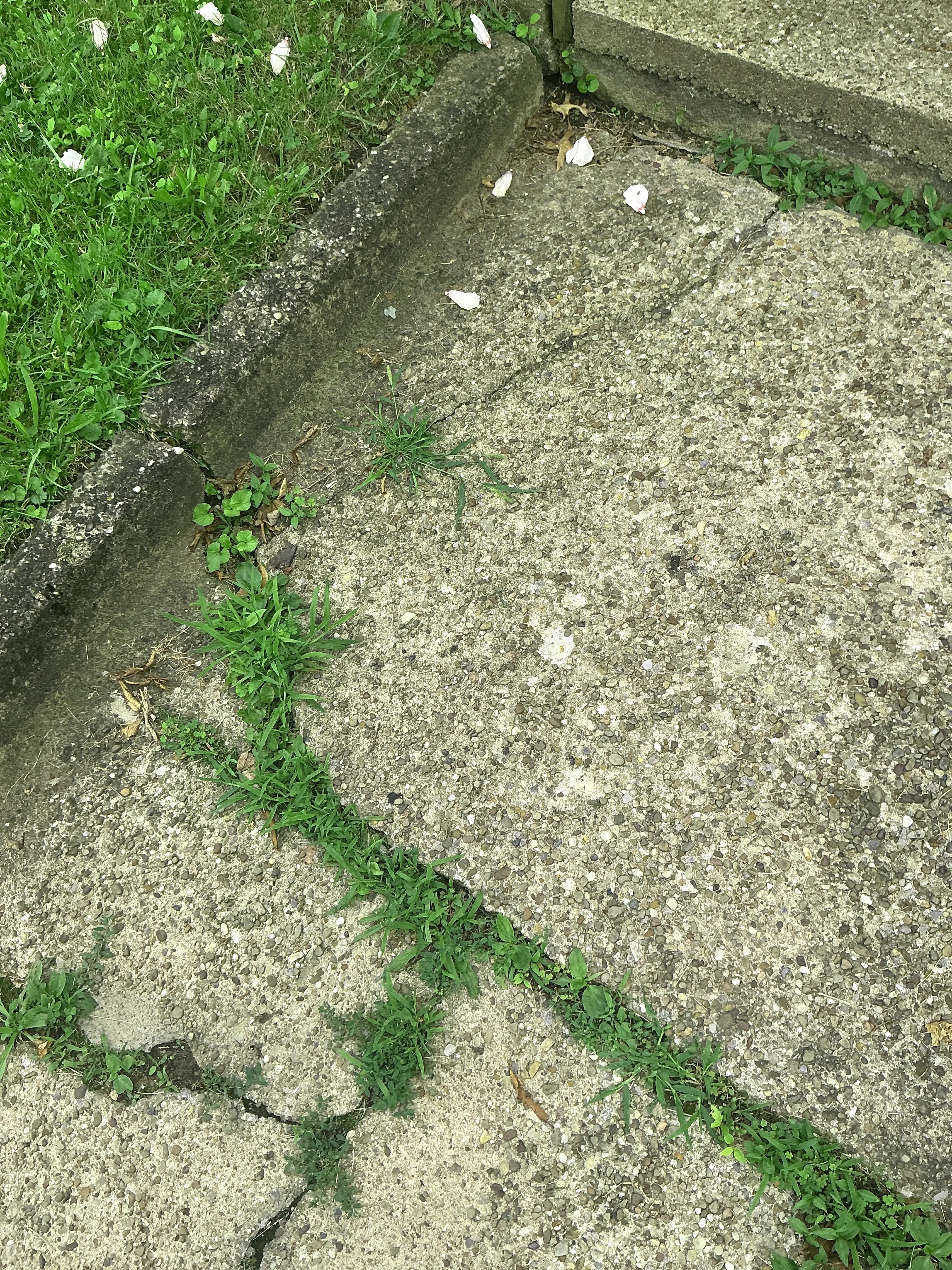 Weeds growing through cracks in exposed aggregate concrete walkway 2026-08-11