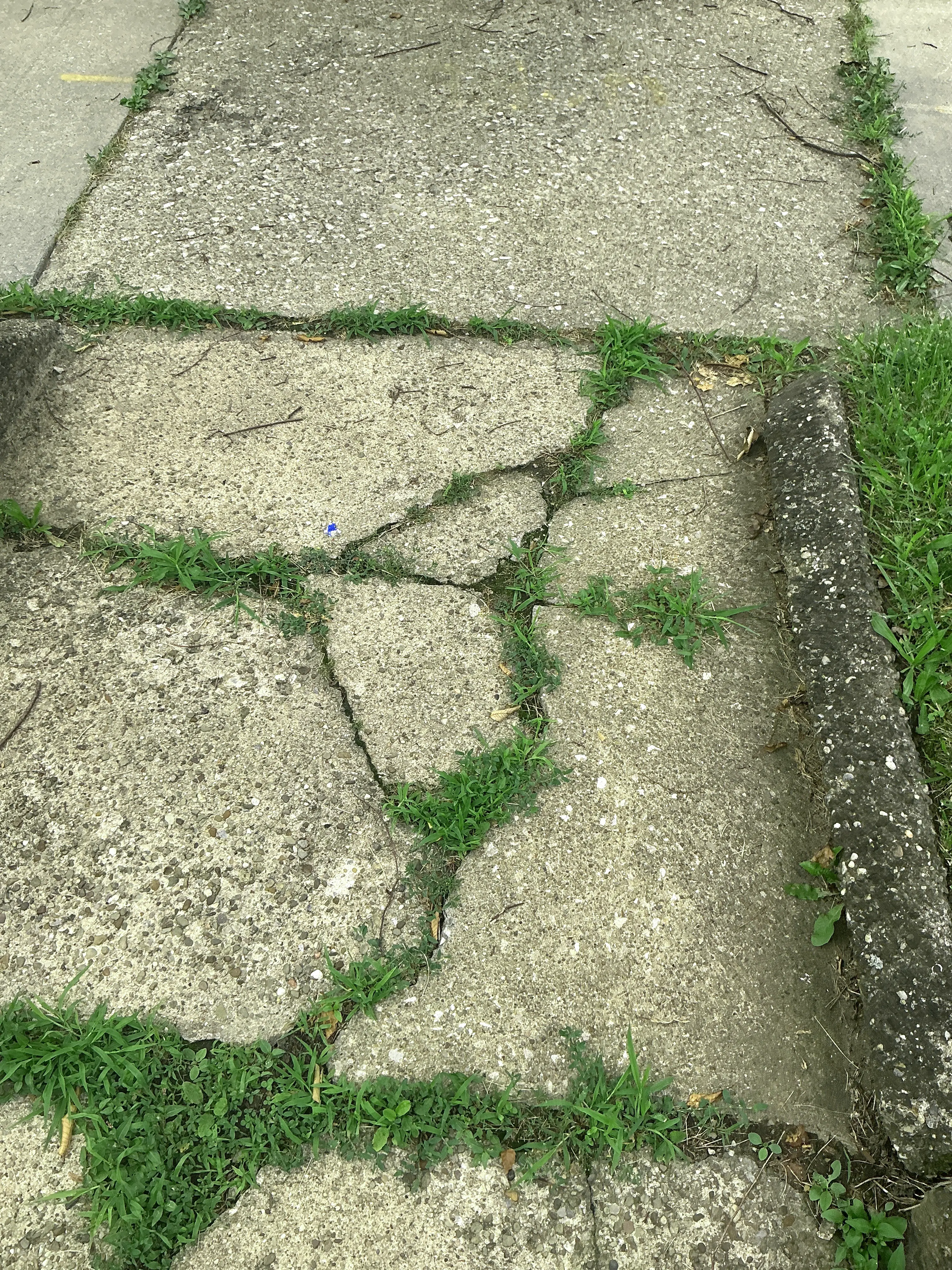 Cracked concrete sidewalk with weeds growing through pavement cracks 2026-07-07