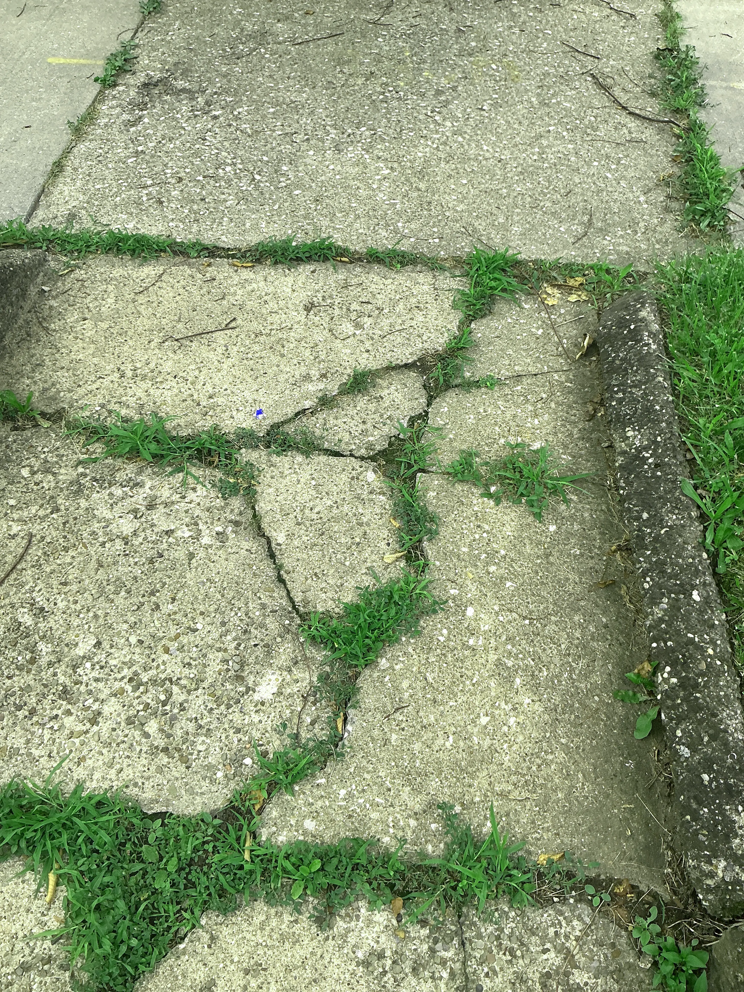 Cracked concrete sidewalk with weeds growing through pavement cracks 2026-09-01